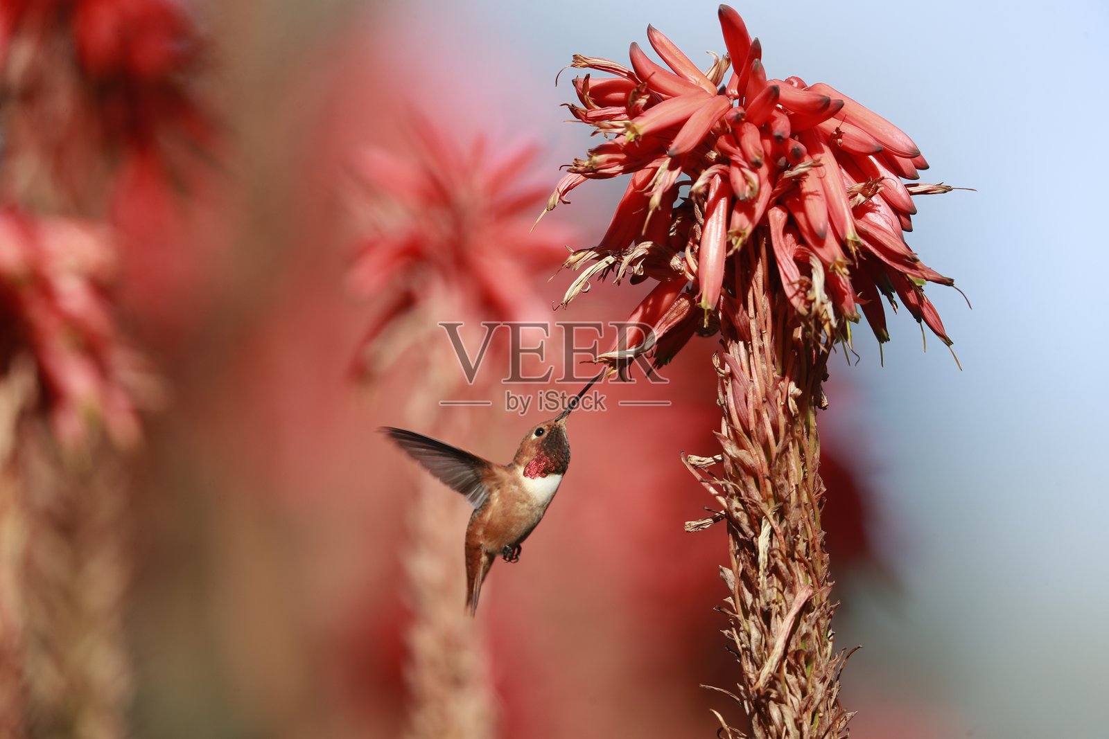 艾伦蜂鸟照片摄影图片