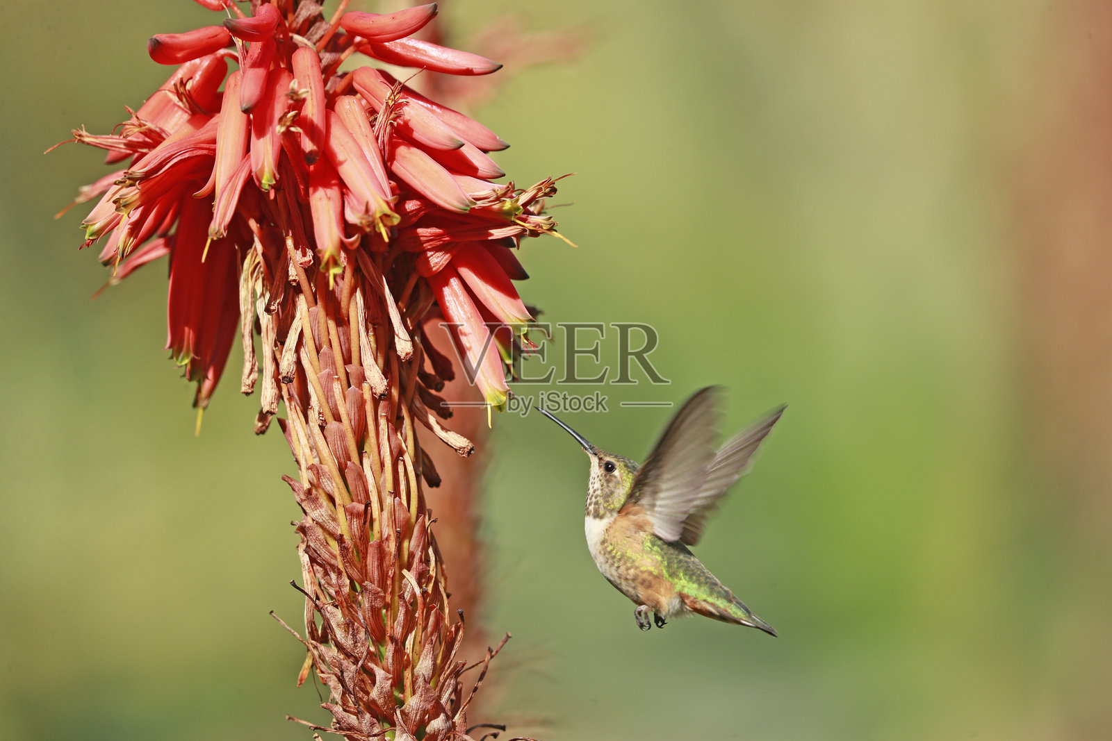 艾伦蜂鸟照片摄影图片