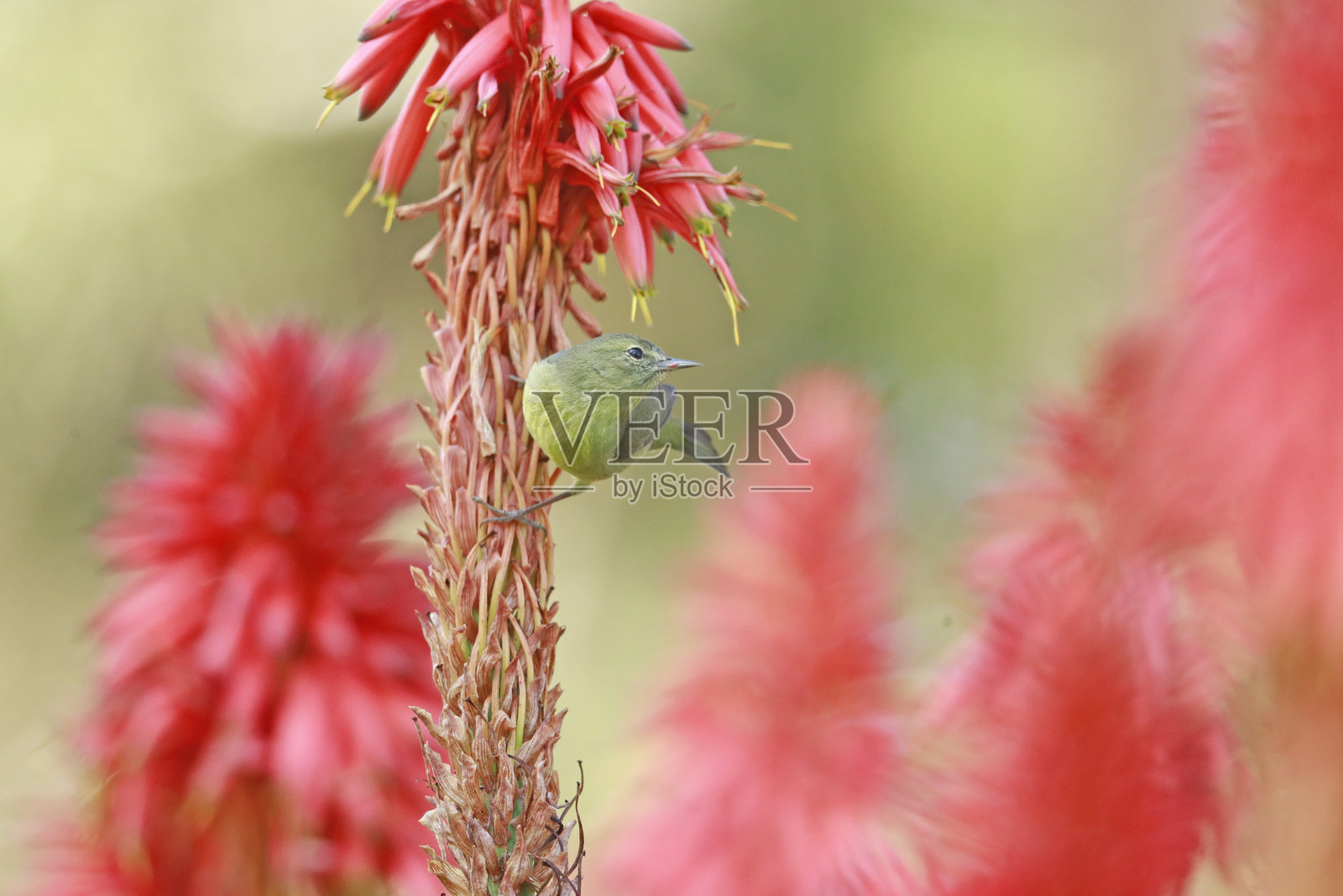 橙冠鹪鹩照片摄影图片