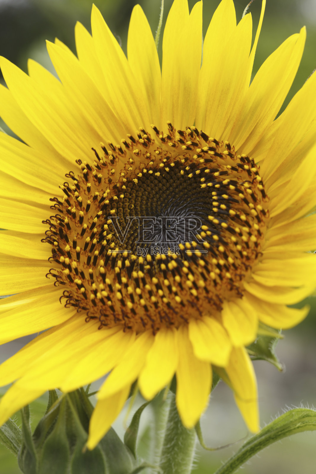 向日葵照片摄影图片