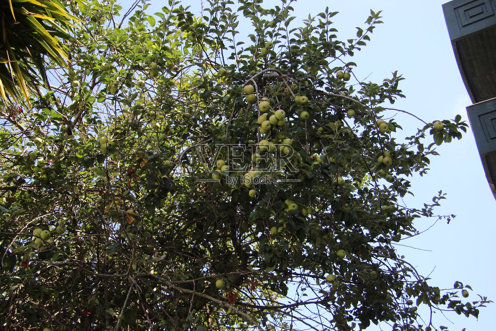 植物 苹果 - 锦带花照片摄影图片