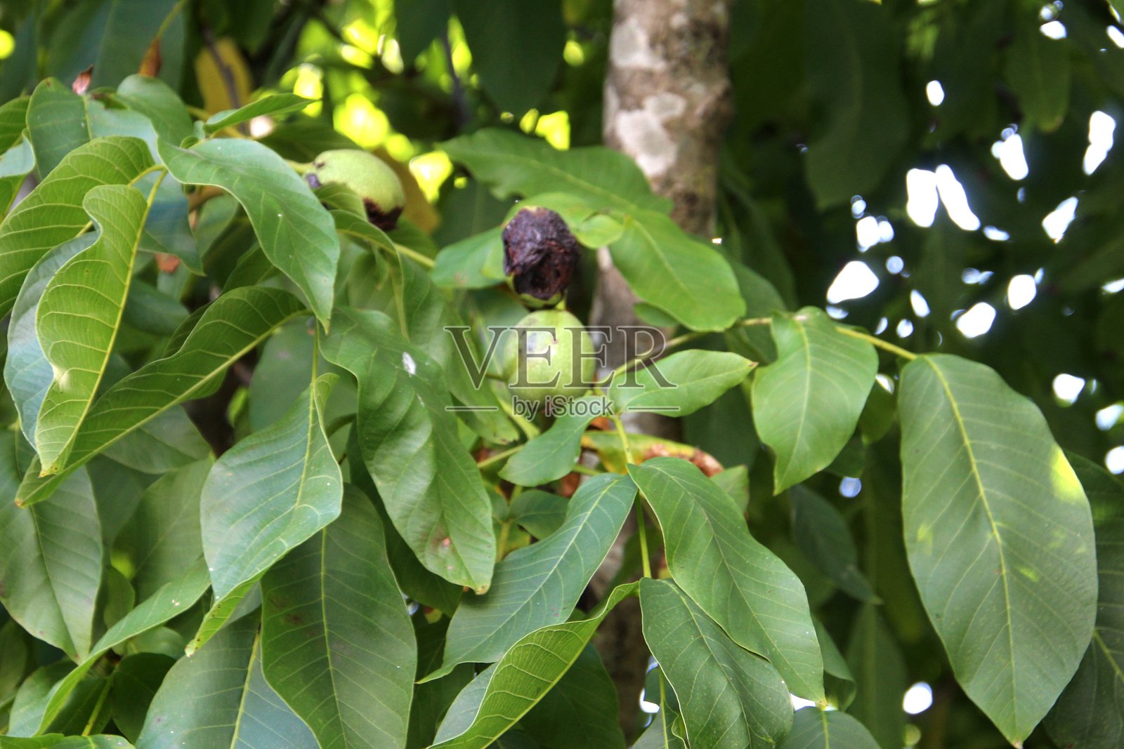 植物果实坚果 - 核桃照片摄影图片