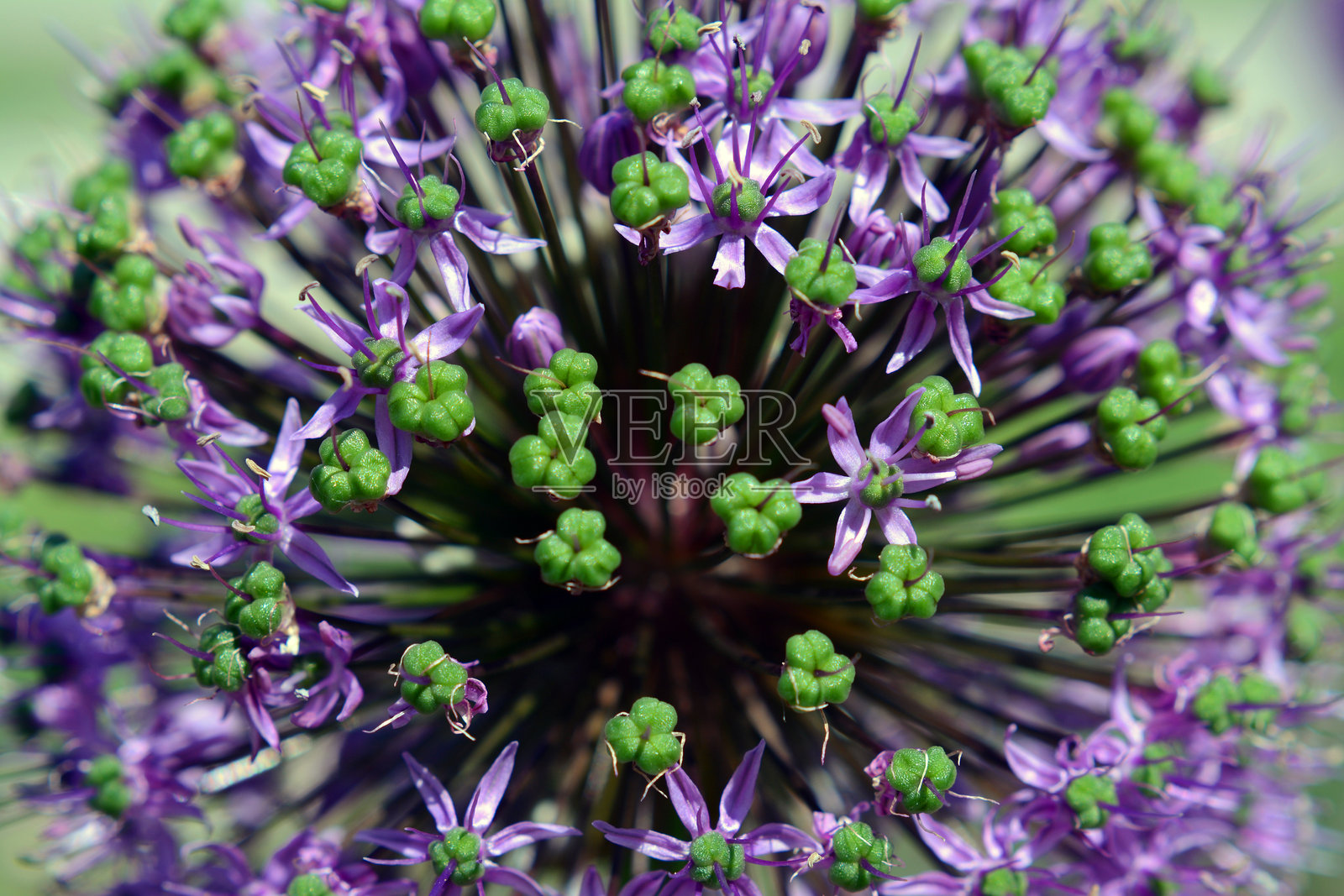 Allium特写宏观照片照片摄影图片