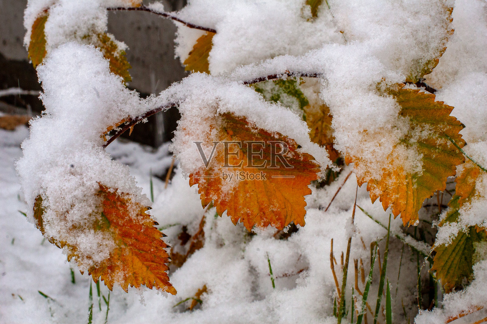 城市秋日公园里的初雪。照片摄影图片