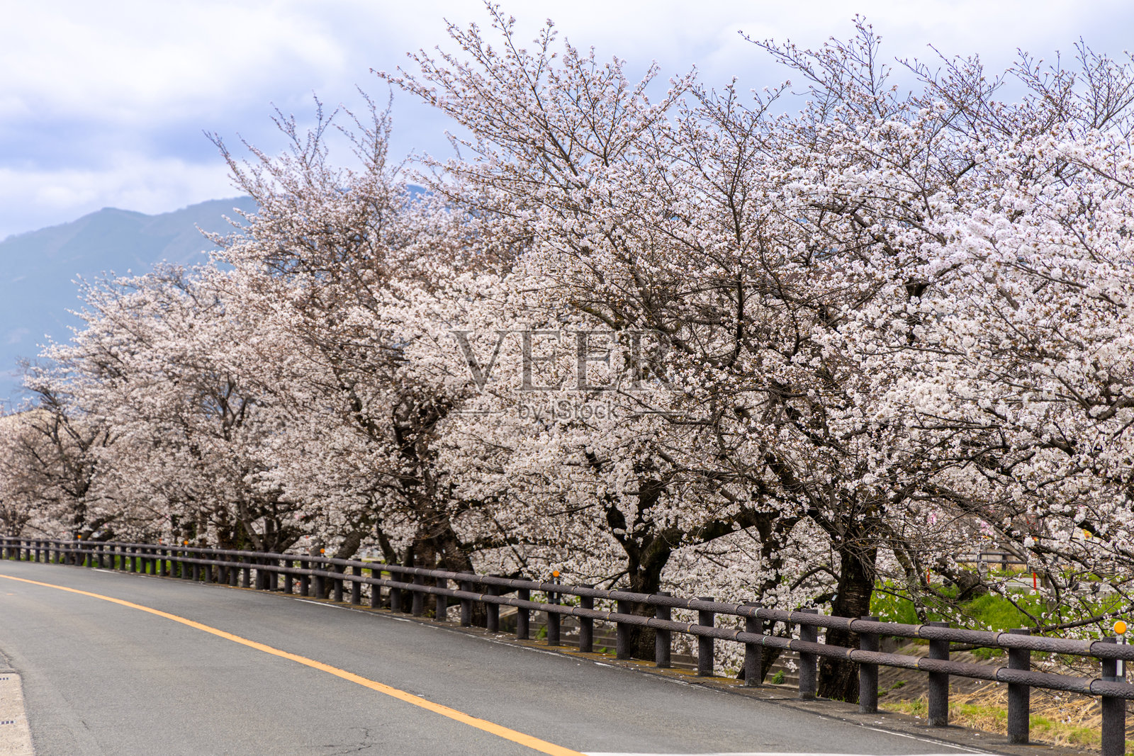 东博条道公园的早晨，樱花盛开照片摄影图片
