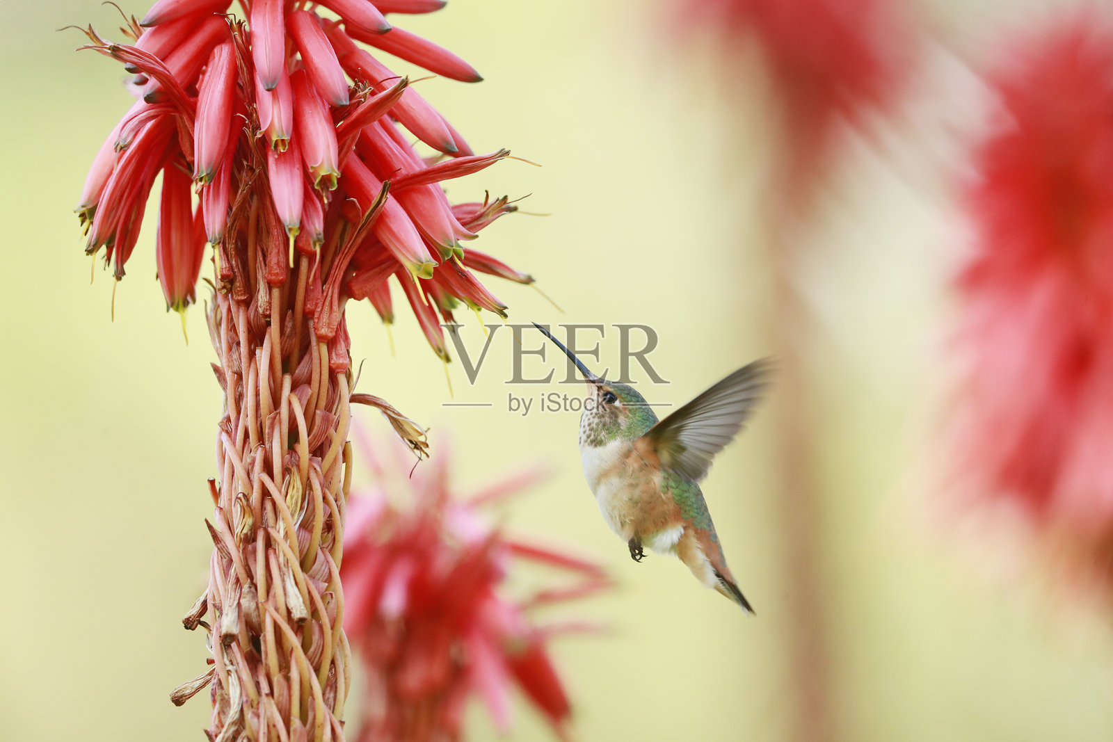 艾伦蜂鸟照片摄影图片