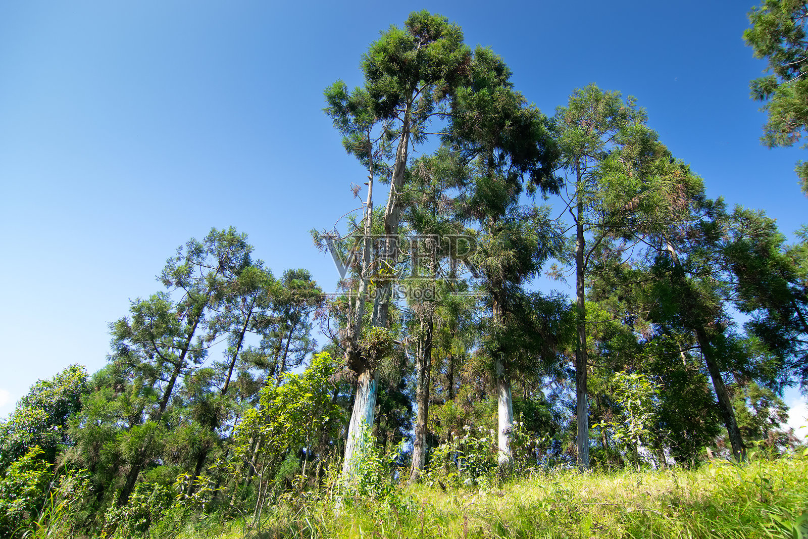 高大树木的树冠，松树和桉树，多色桉树，背景为晴朗的蓝天，印度锡金。照片摄影图片