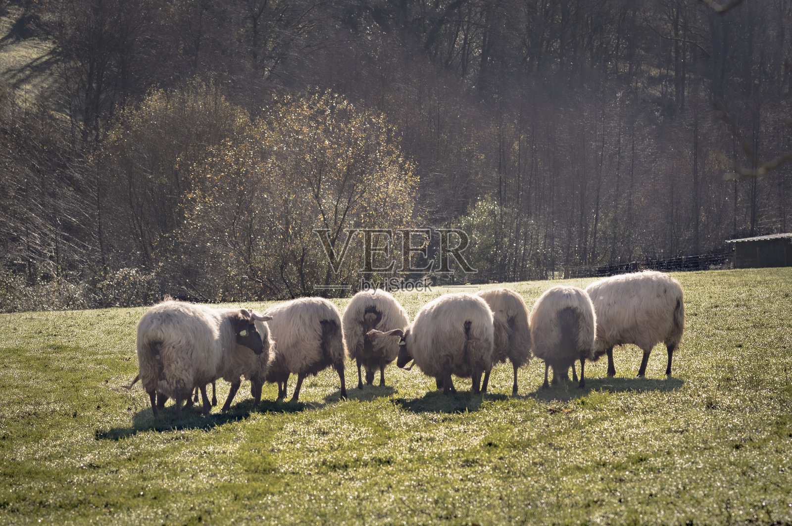 巴斯克地区照片摄影图片