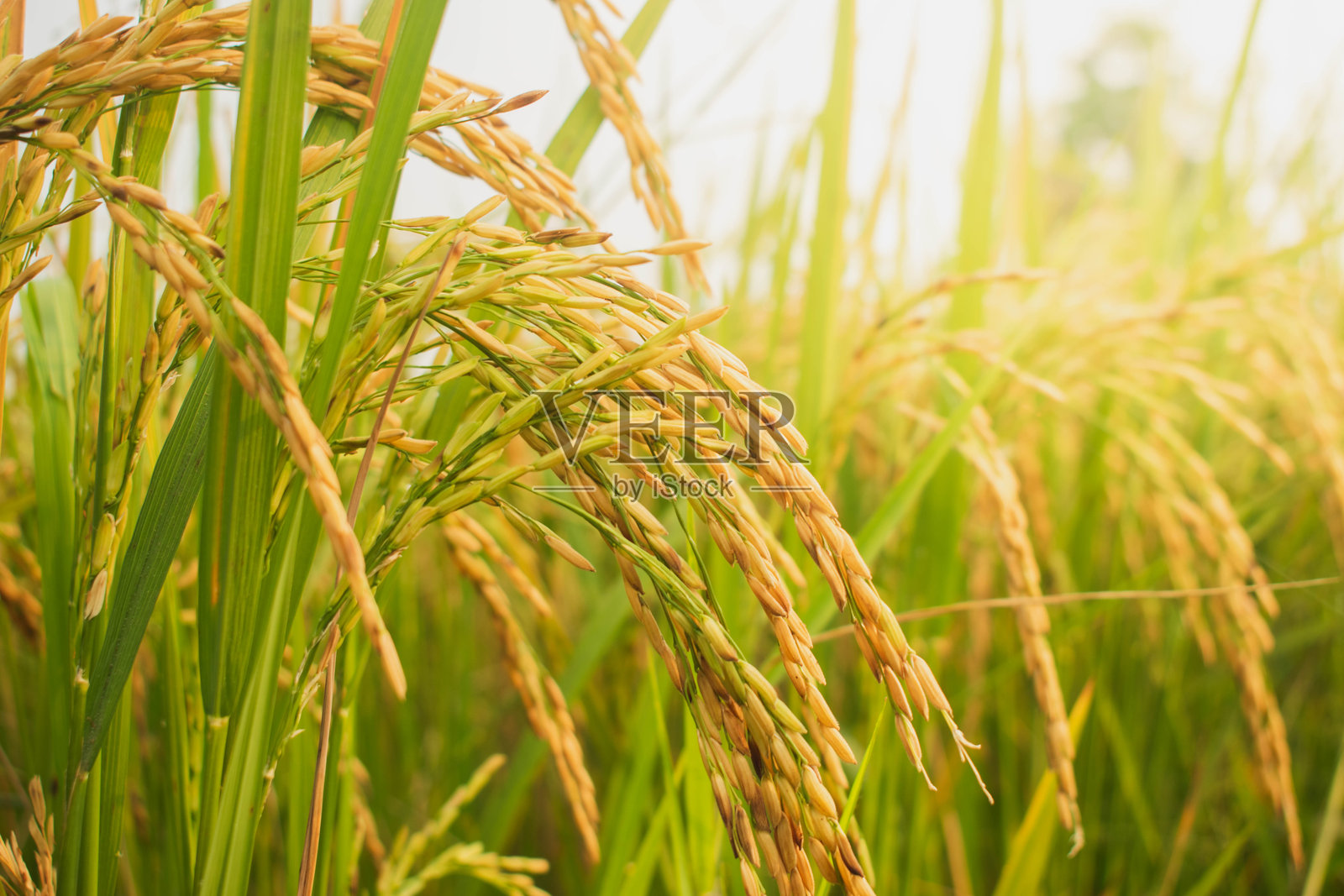 稻田照片摄影图片