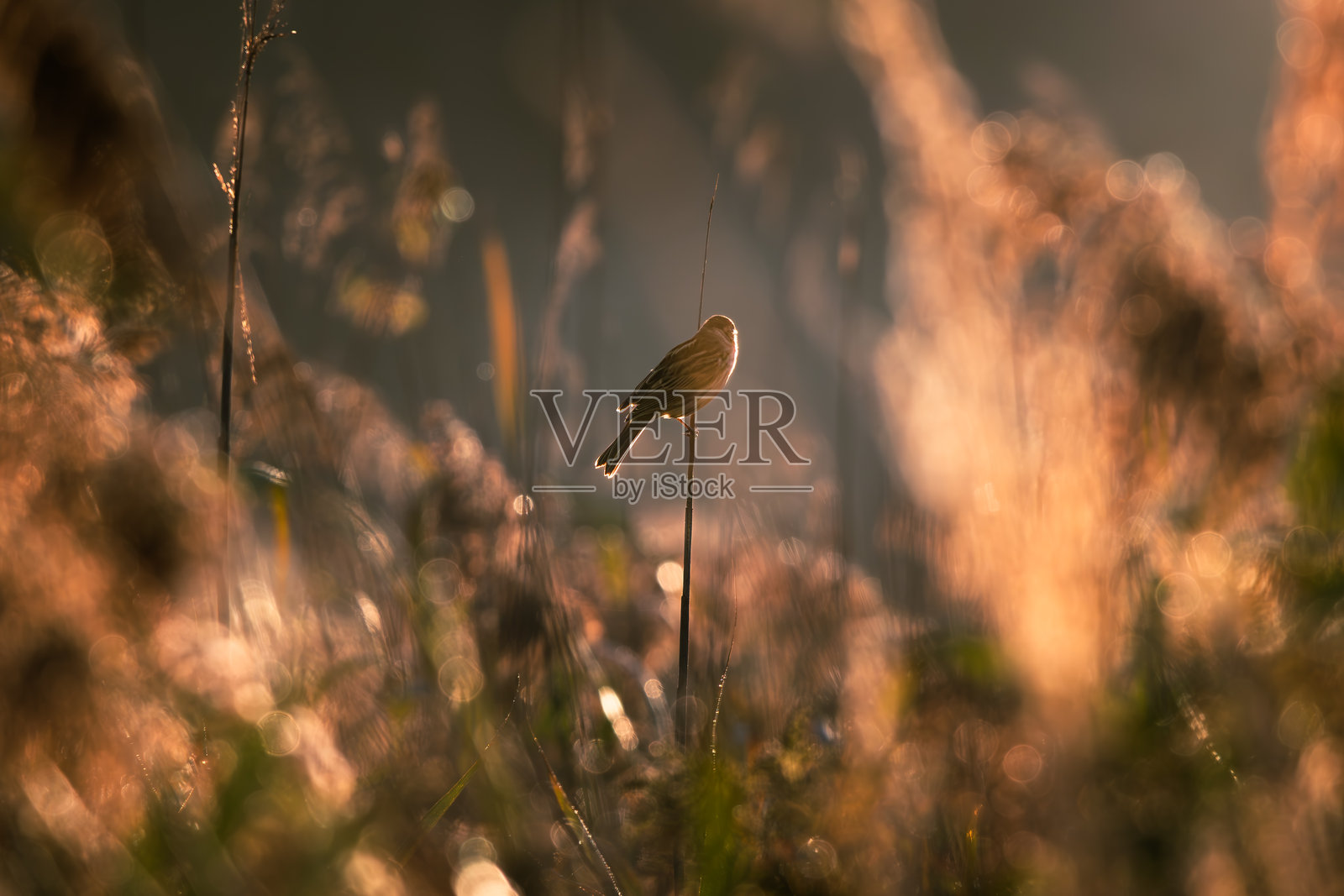 金色的黄昏时分，一只小鸟栖息在树枝上，沐浴着阳光照片摄影图片