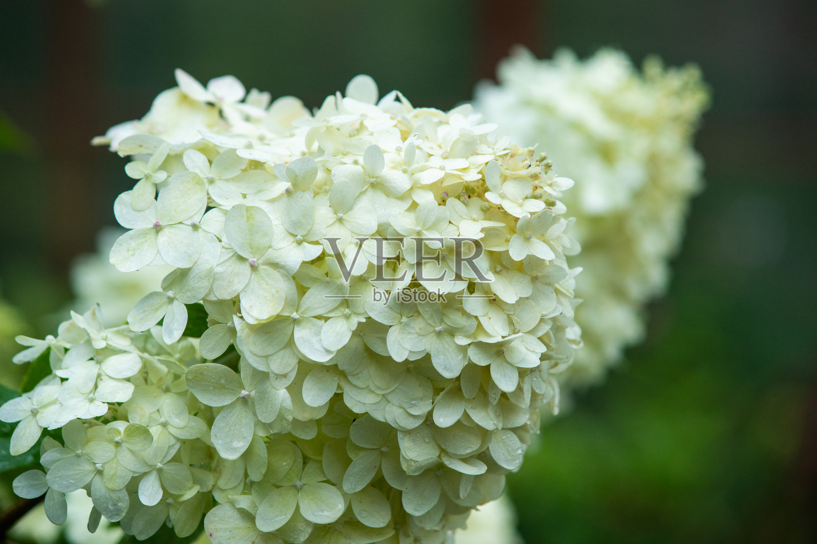 花园里盛开的白色绣球花丛照片摄影图片