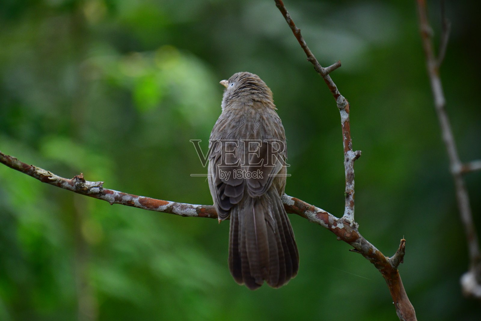 棕色鹩哥或are鸟栖息在光秃秃的树枝上。照片摄影图片