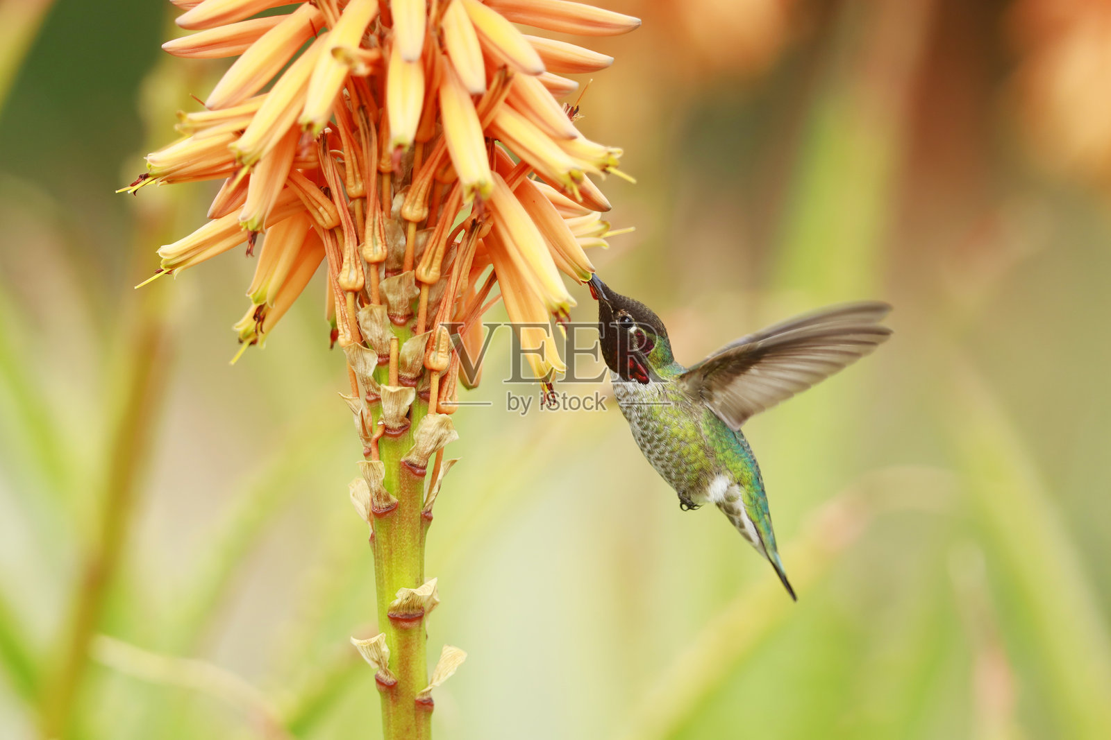 安娜蜂鸟照片摄影图片
