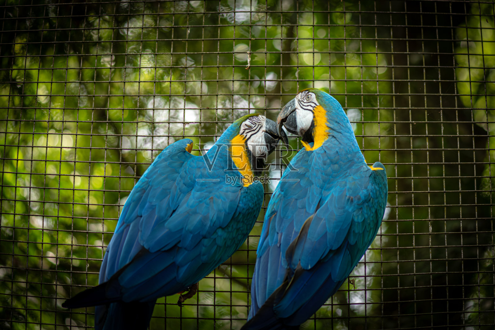 一对蓝黄金刚鹦鹉（Ara ararauna）在金属网上互动照片摄影图片