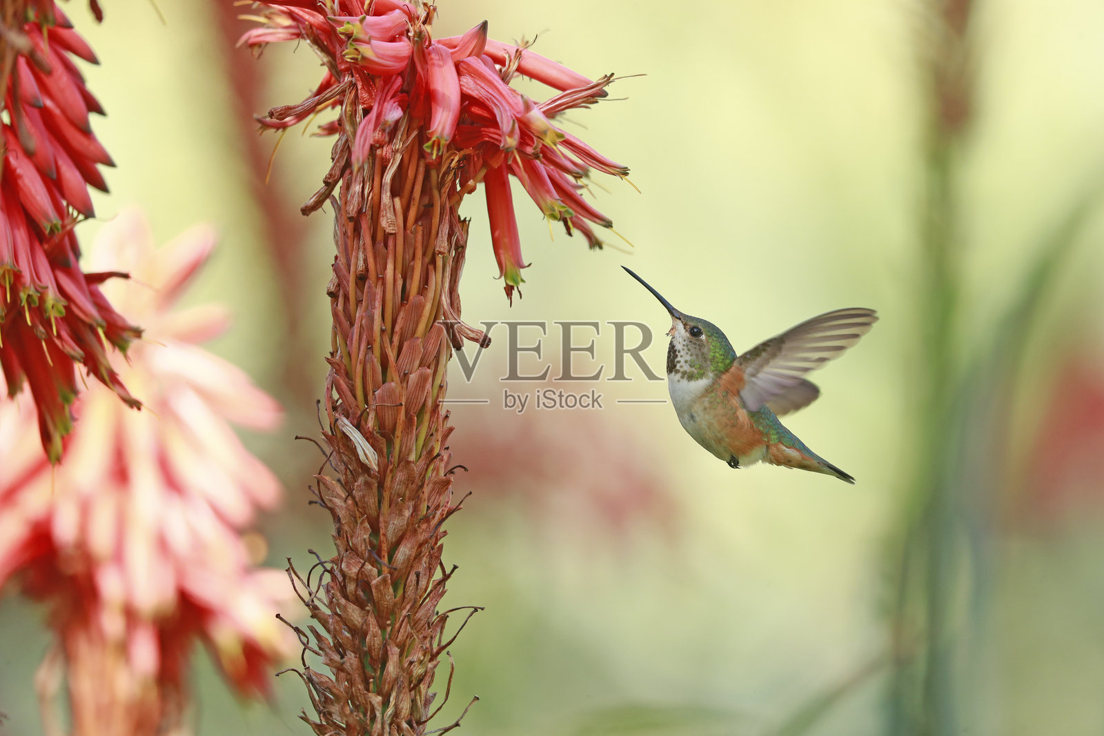 艾伦蜂鸟照片摄影图片