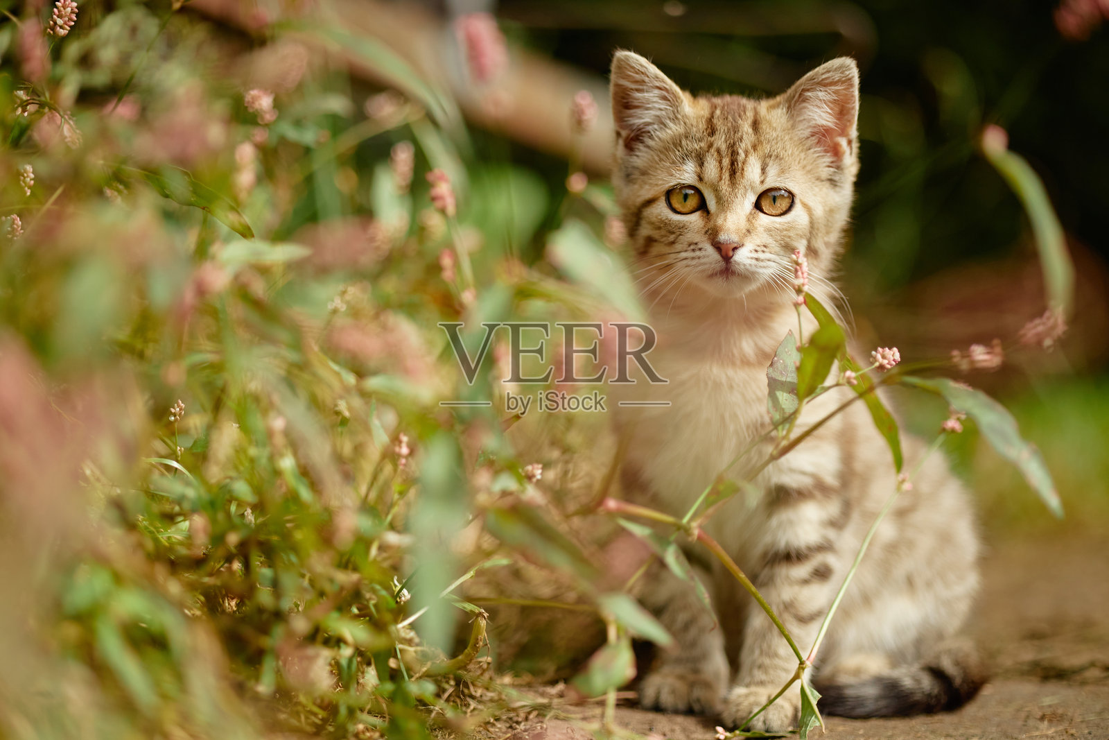 一只年轻的虎斑猫坐在户外的植物丛中，望向镜头照片摄影图片