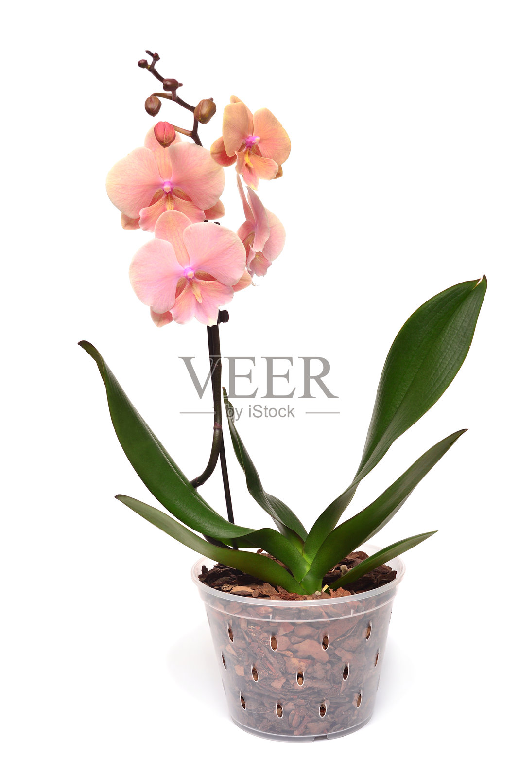 盆栽粉色兰花，孤立在白色背景上。蝴蝶兰花。热带，亚洲照片摄影图片