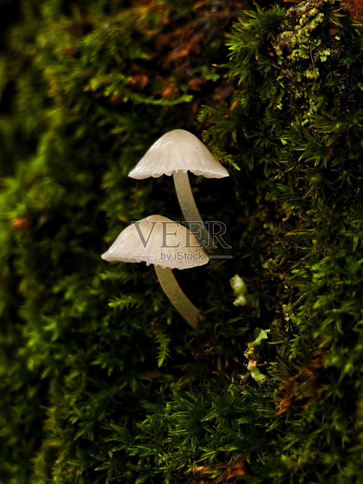森林中，绿色的苔藓上生长着两朵白色的小蘑菇照片摄影图片
