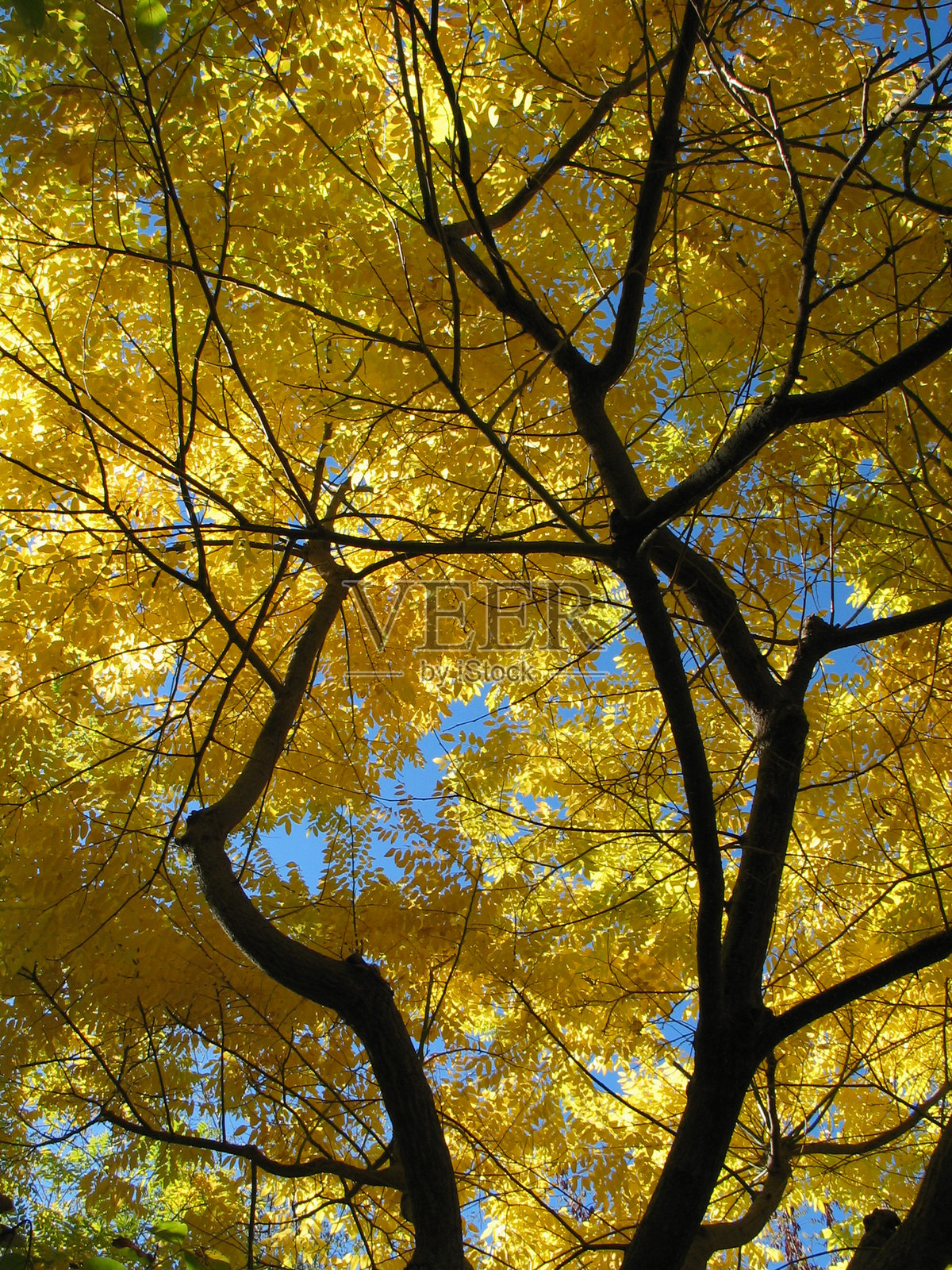 逆光下的秋天照片摄影图片