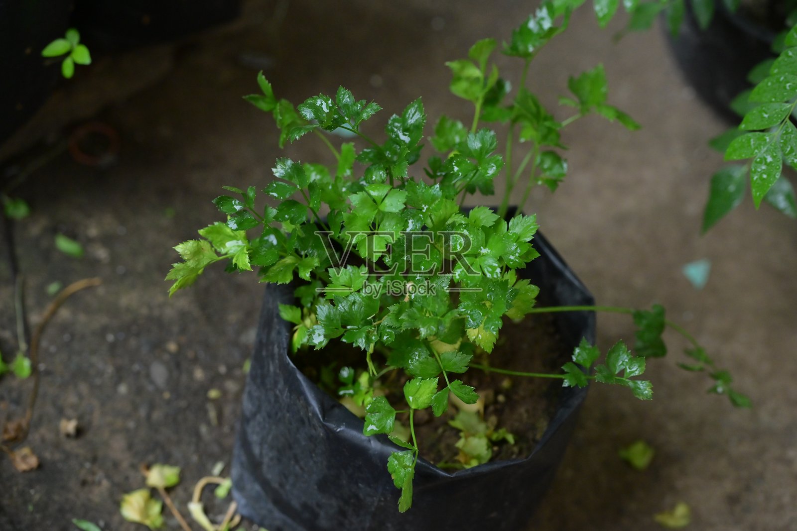 一个塑料袋里的芹菜植株照片摄影图片