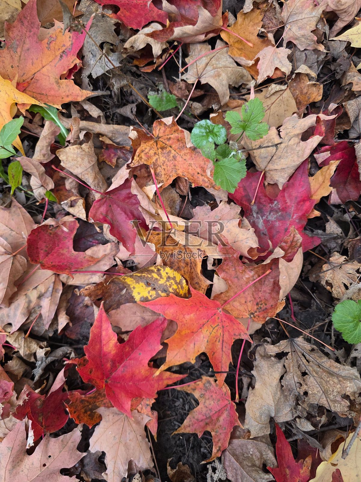 秋天的落叶照片摄影图片