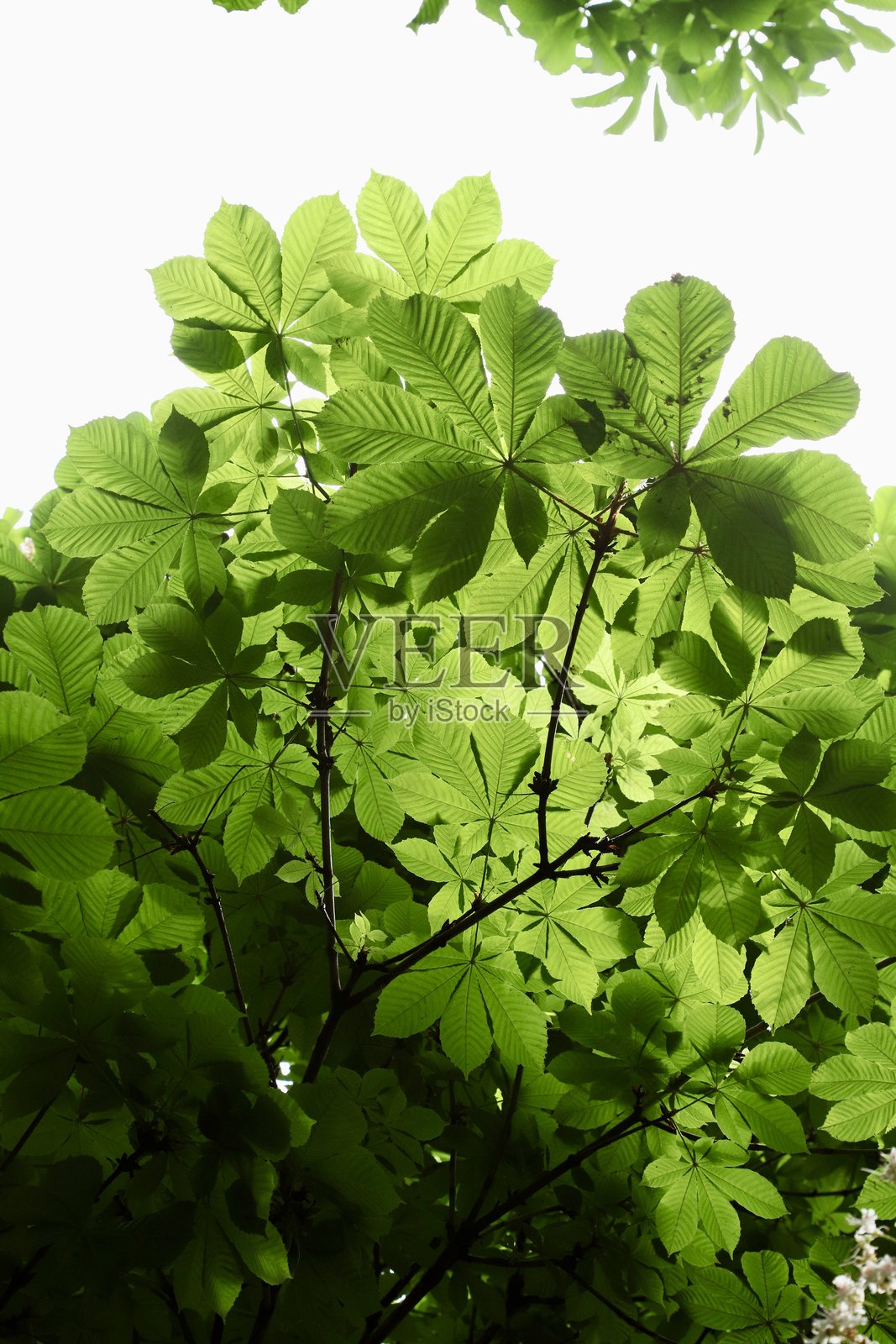 绿叶照片摄影图片