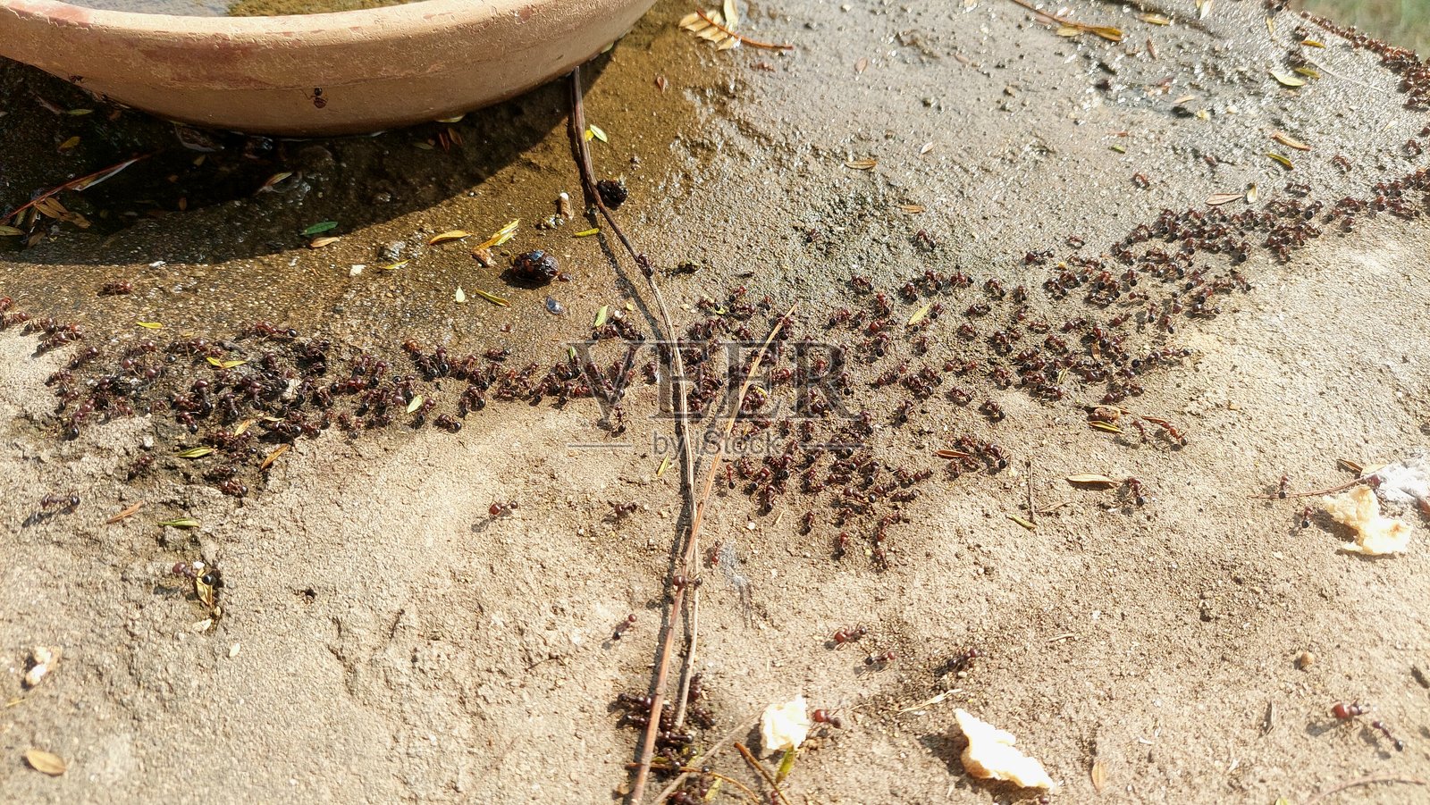 蚂蚁在粗糙表面上的水滴上饮水的微距照片照片摄影图片