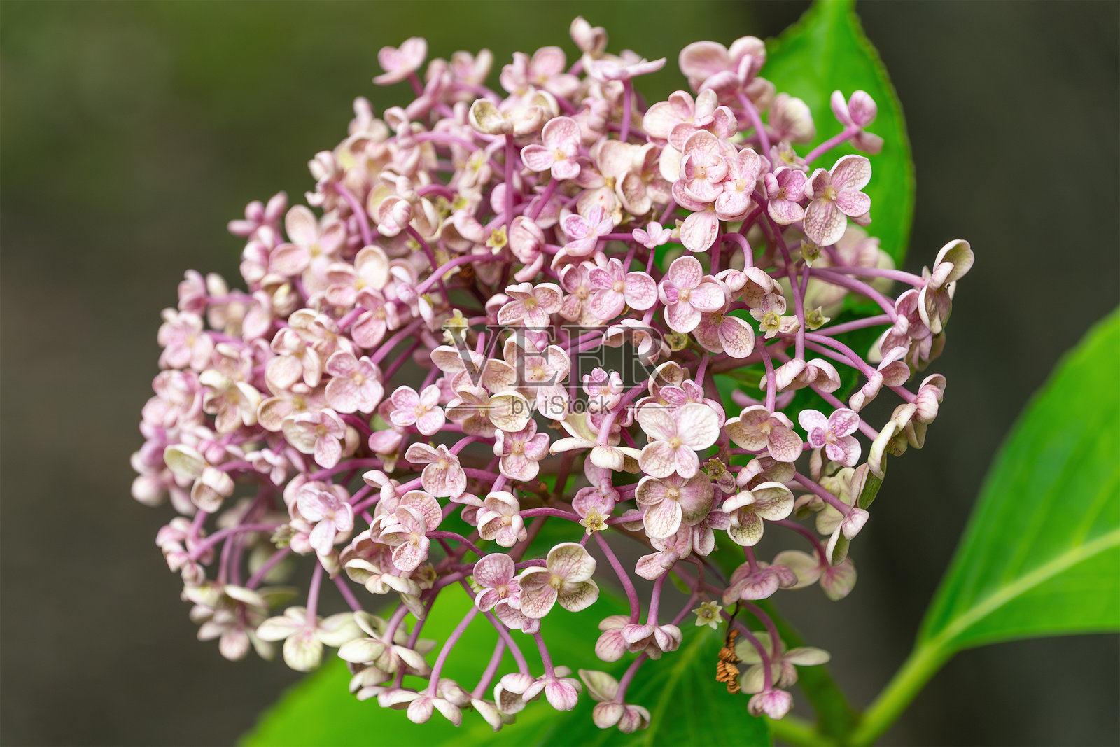 郁郁葱葱的绿叶衬托着鲜艳的粉色绣球花照片摄影图片