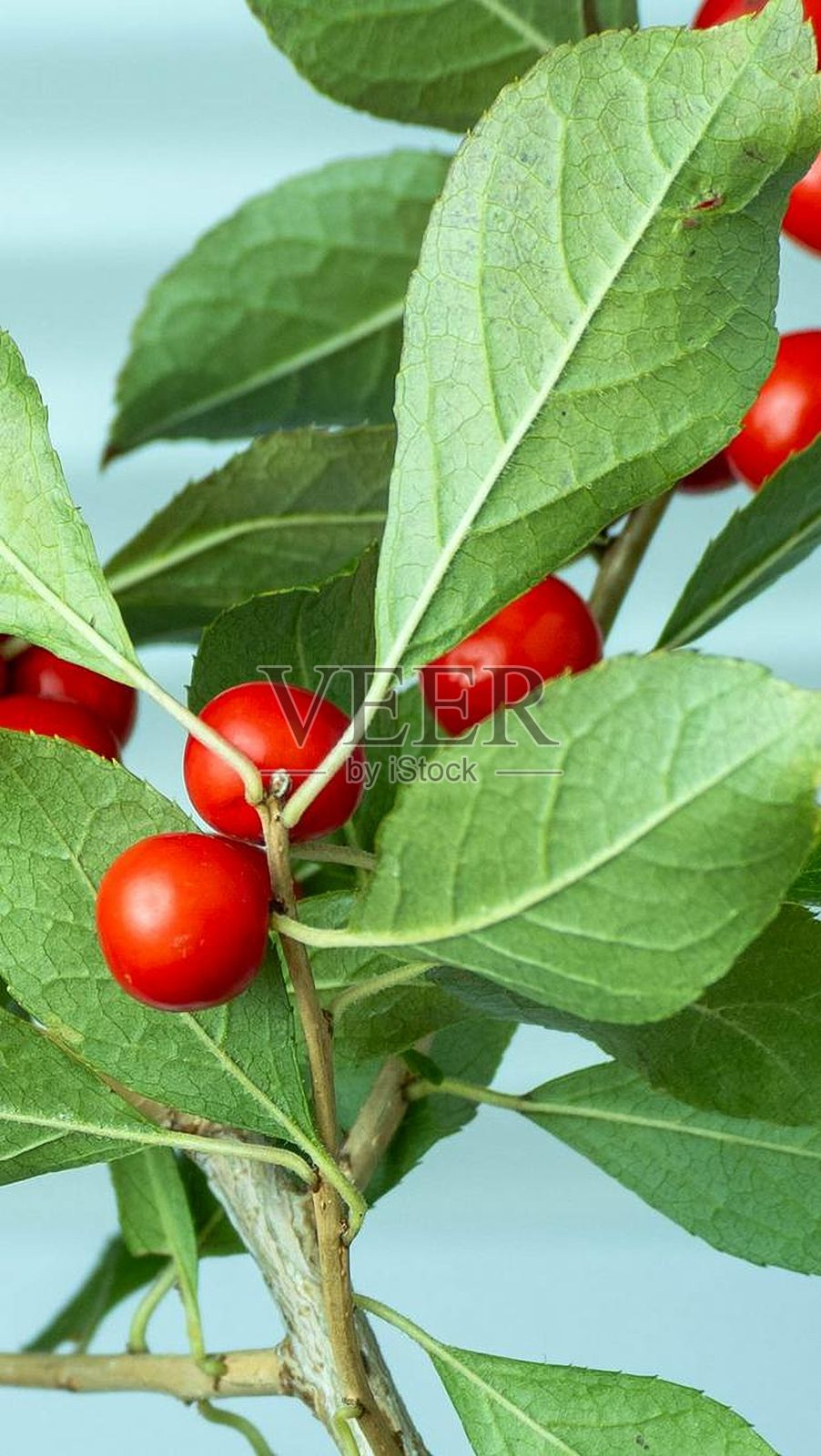 绿叶上的鲜红浆果照片摄影图片