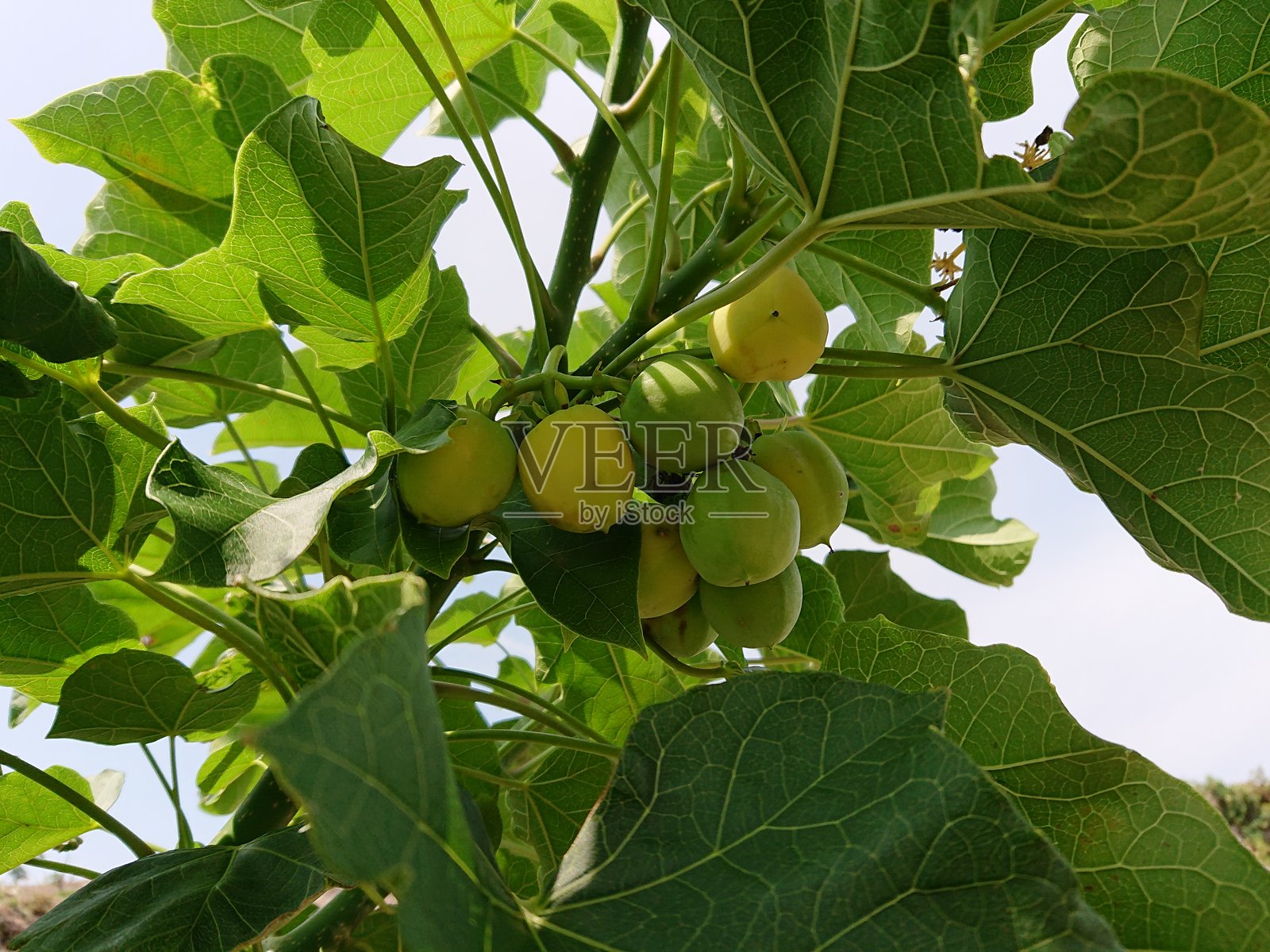 蓖麻是一种野生一年生植物，常见于森林、空地和沿海地区，但也常在种植园中种植。该植物被归类为灌木，具有单生的掌状叶。照片摄影图片