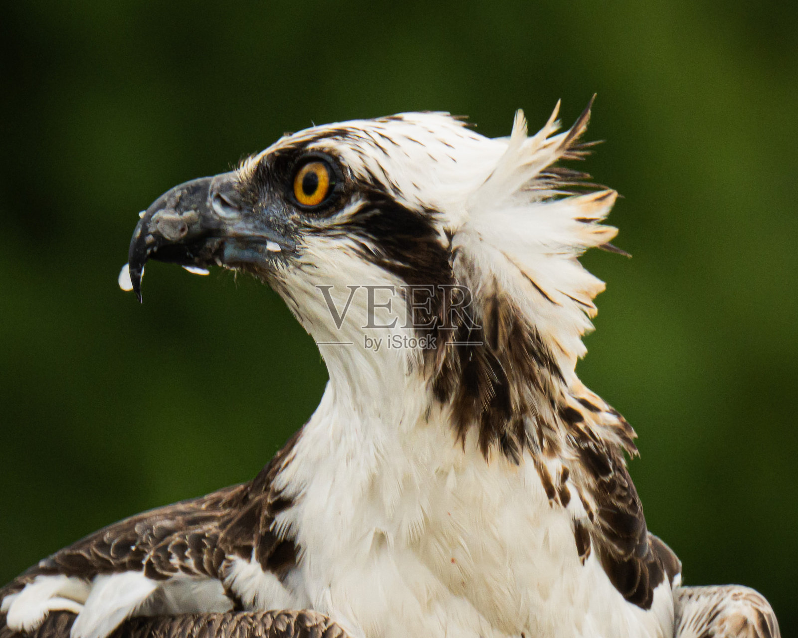 鱼鹰肖像照片摄影图片