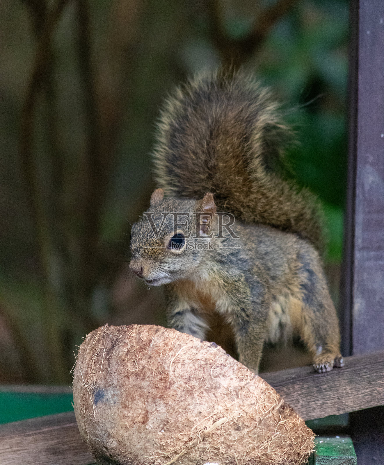 一只美丽的松鼠在自然栖息地以椰子为食的摄影作品。照片摄影图片