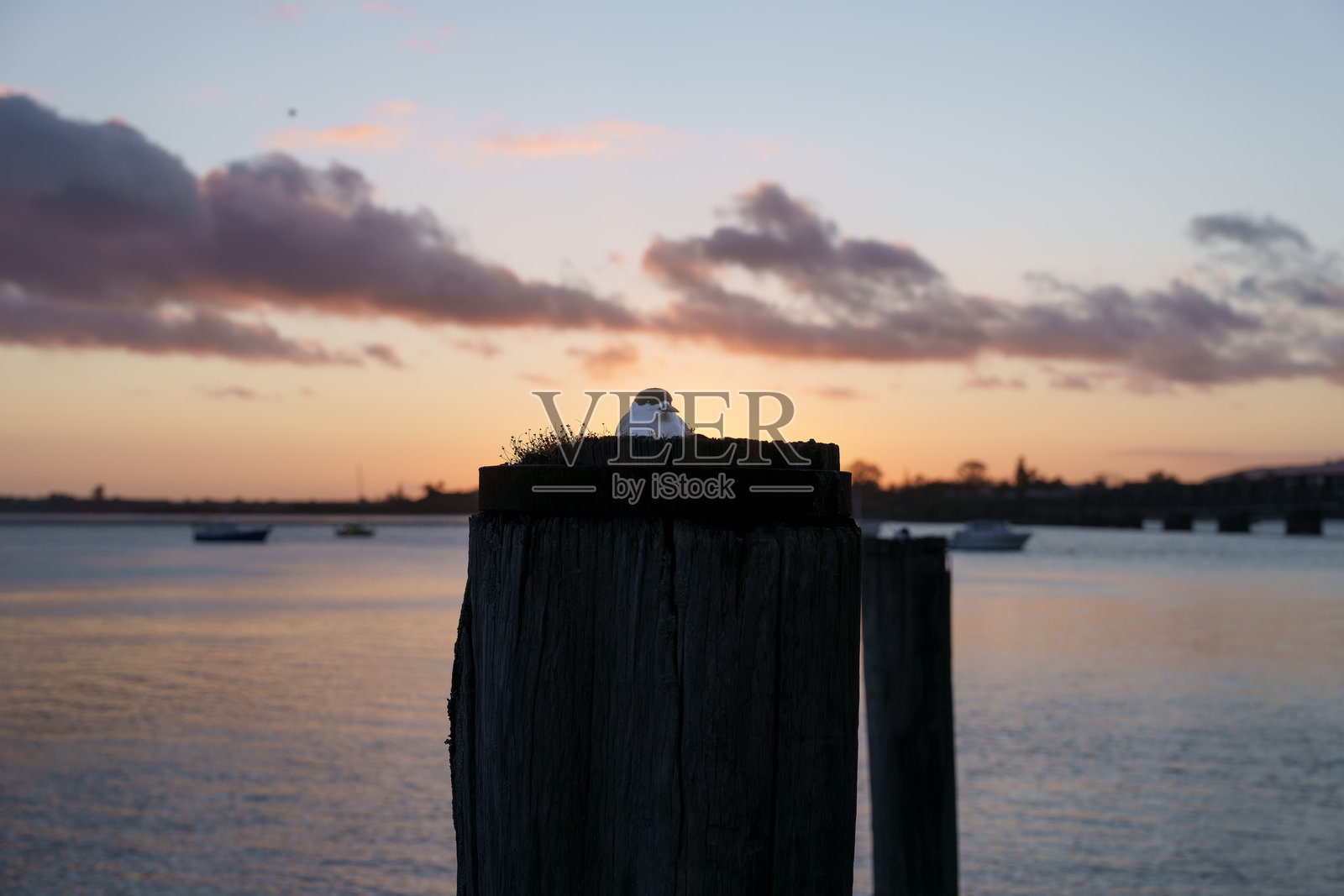 太阳在地平线升起，营造出金色的光芒，并为海港和海滨旧码头桩上的筑巢的燕鸥提供了逆光。照片摄影图片