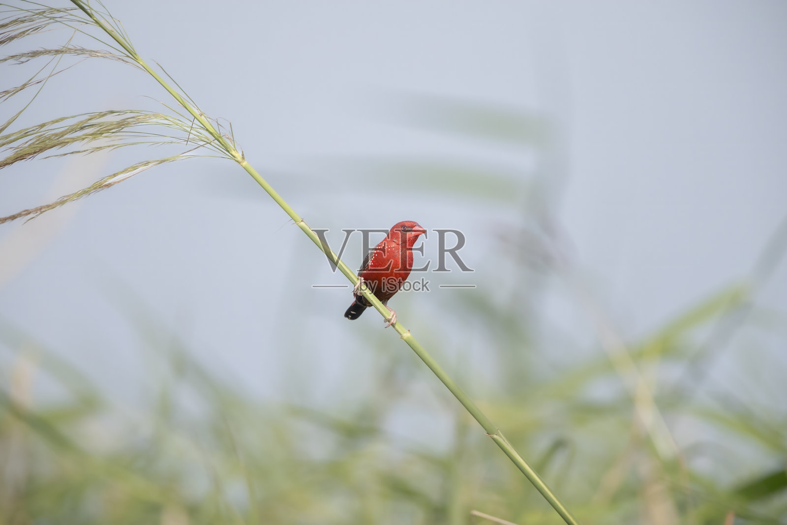 红喉歌鸲（Amandava），草莓雀照片摄影图片