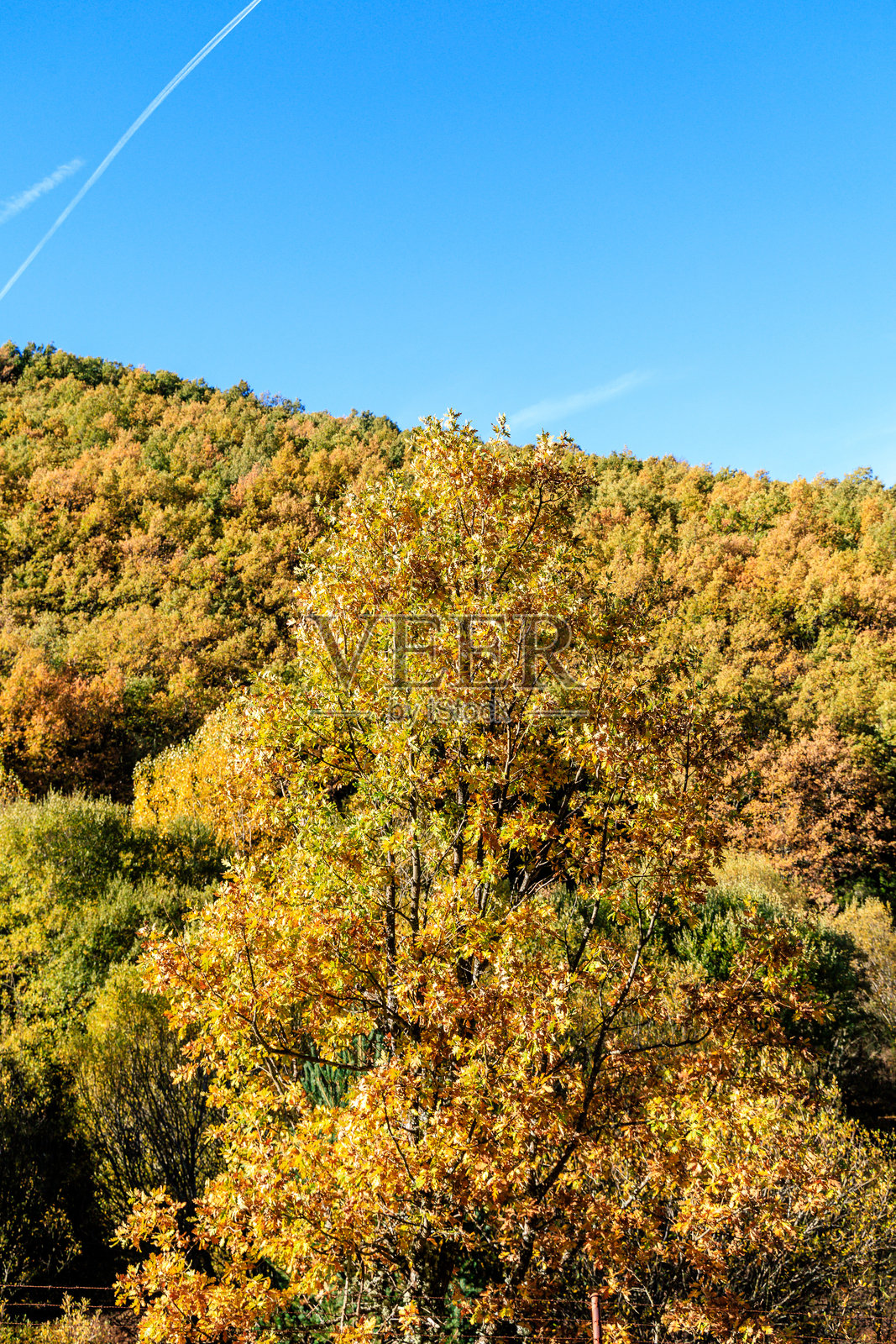 秋季溪流橡树林，佩德罗萨山林自然保护区，里奥夫里奥-德里亚萨，塞戈维亚，西班牙照片摄影图片