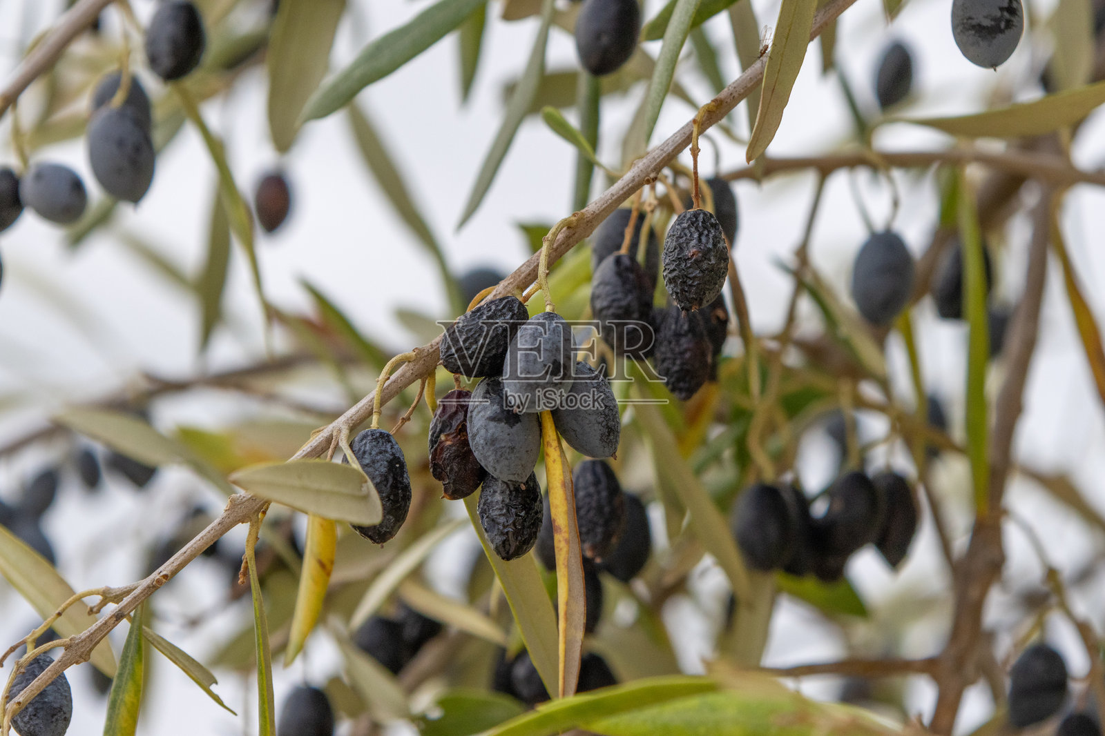 成熟的深色橄榄长在橄榄树枝上照片摄影图片