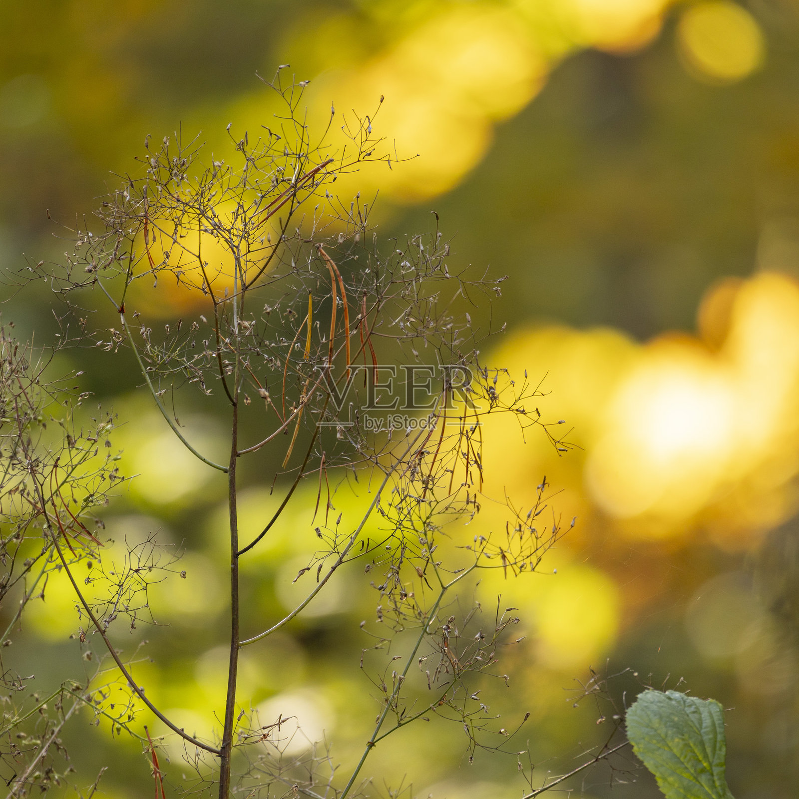 拉脱维亚，北欧，美丽的秋日细节照片摄影图片
