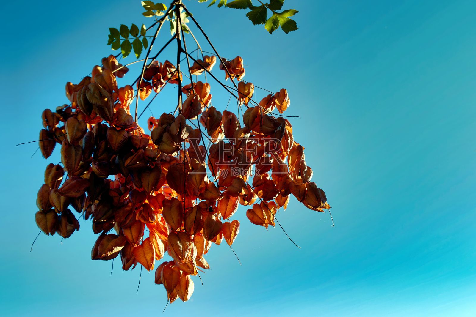 傍晚时分，色彩斑斓的秋叶挂在树枝上，背景是晴朗的蓝天。照片摄影图片