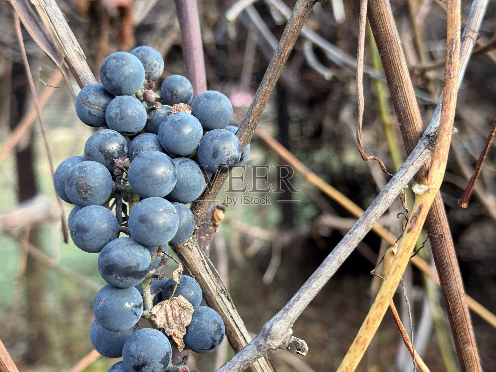 秋季藤蔓上成串的成熟维多利亚葡萄。特写。十月下旬的葡萄园，枯萎的叶子。照片摄影图片