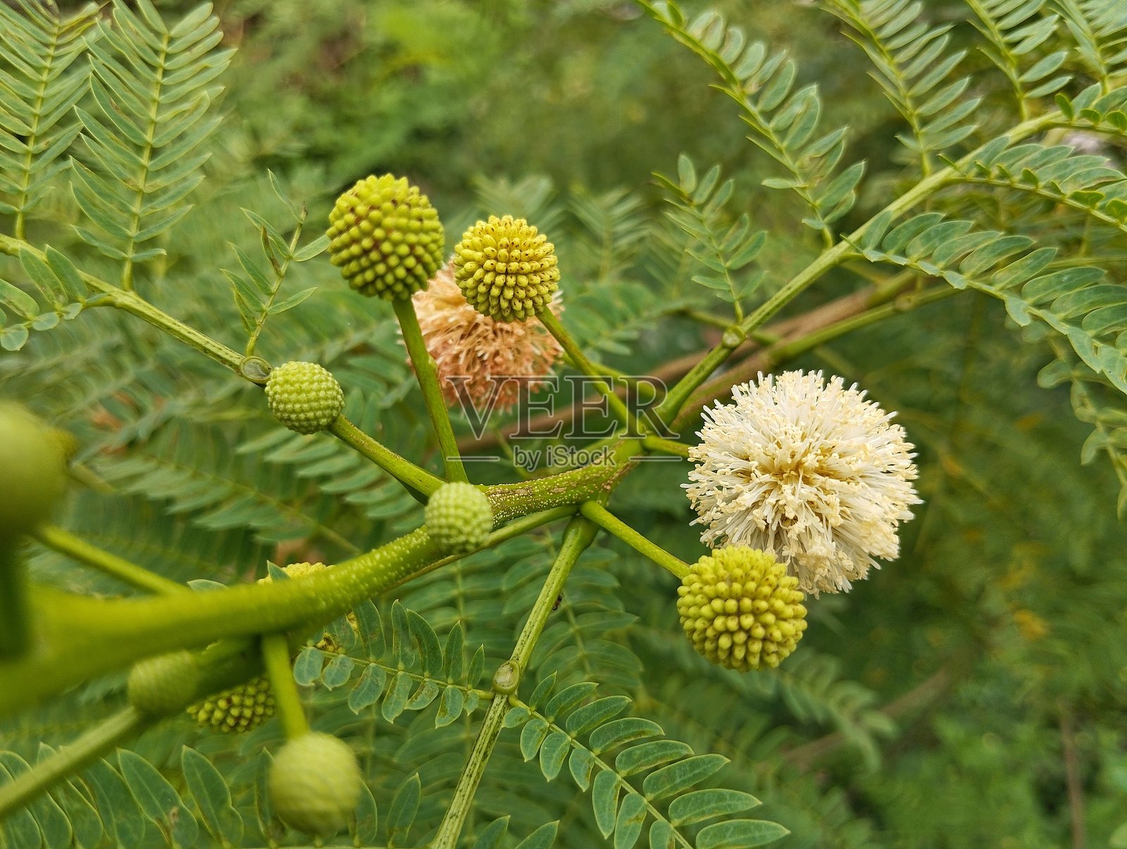 花园里的假槟榔花（Leucaena leucocephala）照片摄影图片