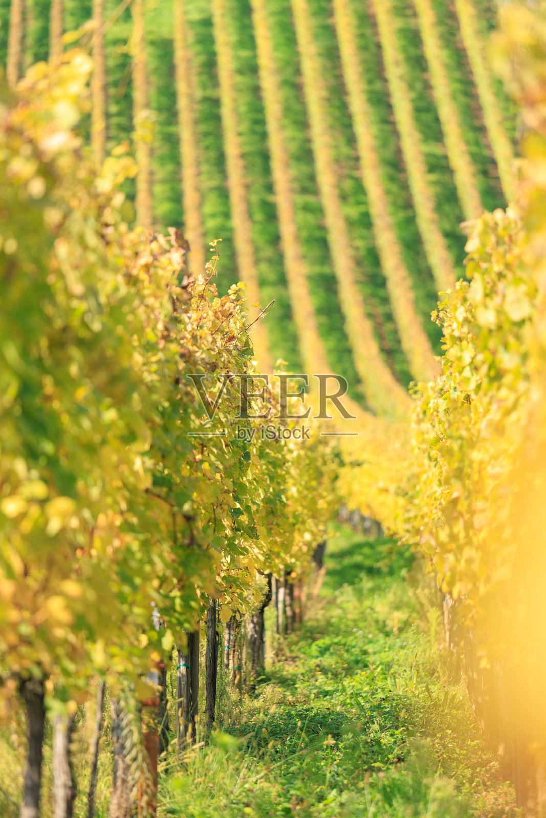 秋季法国阿尔萨斯金色葡萄藤田，背景为模糊的葡萄田斜坡，白葡萄酒照片摄影图片