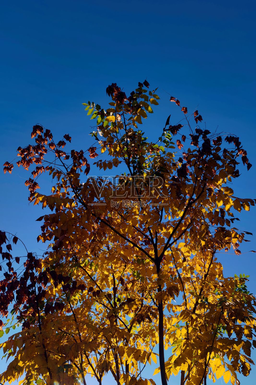 晴朗的秋日，阳光明媚，树枝上挂满了鲜艳的黄叶和红叶，映衬着湛蓝的天空。照片摄影图片