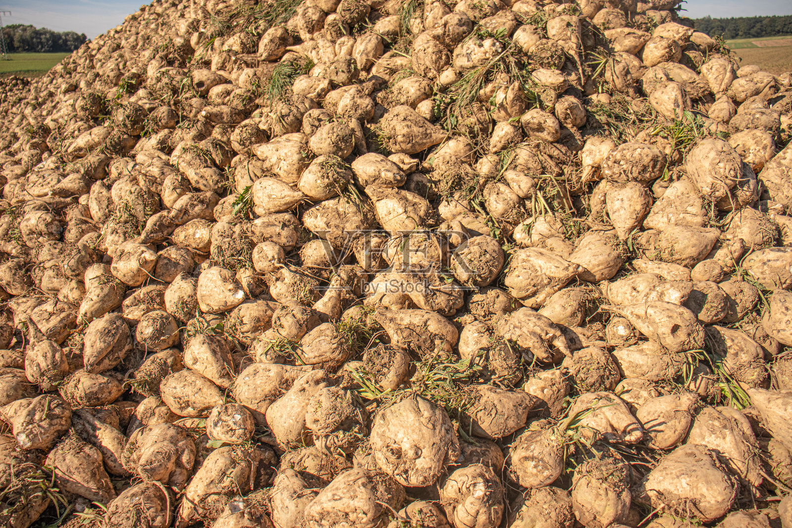 刚收获的甜菜堆积如山，上面覆着泥土照片摄影图片