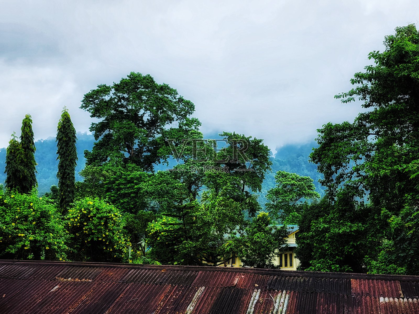 郁郁葱葱的原始风光照片摄影图片
