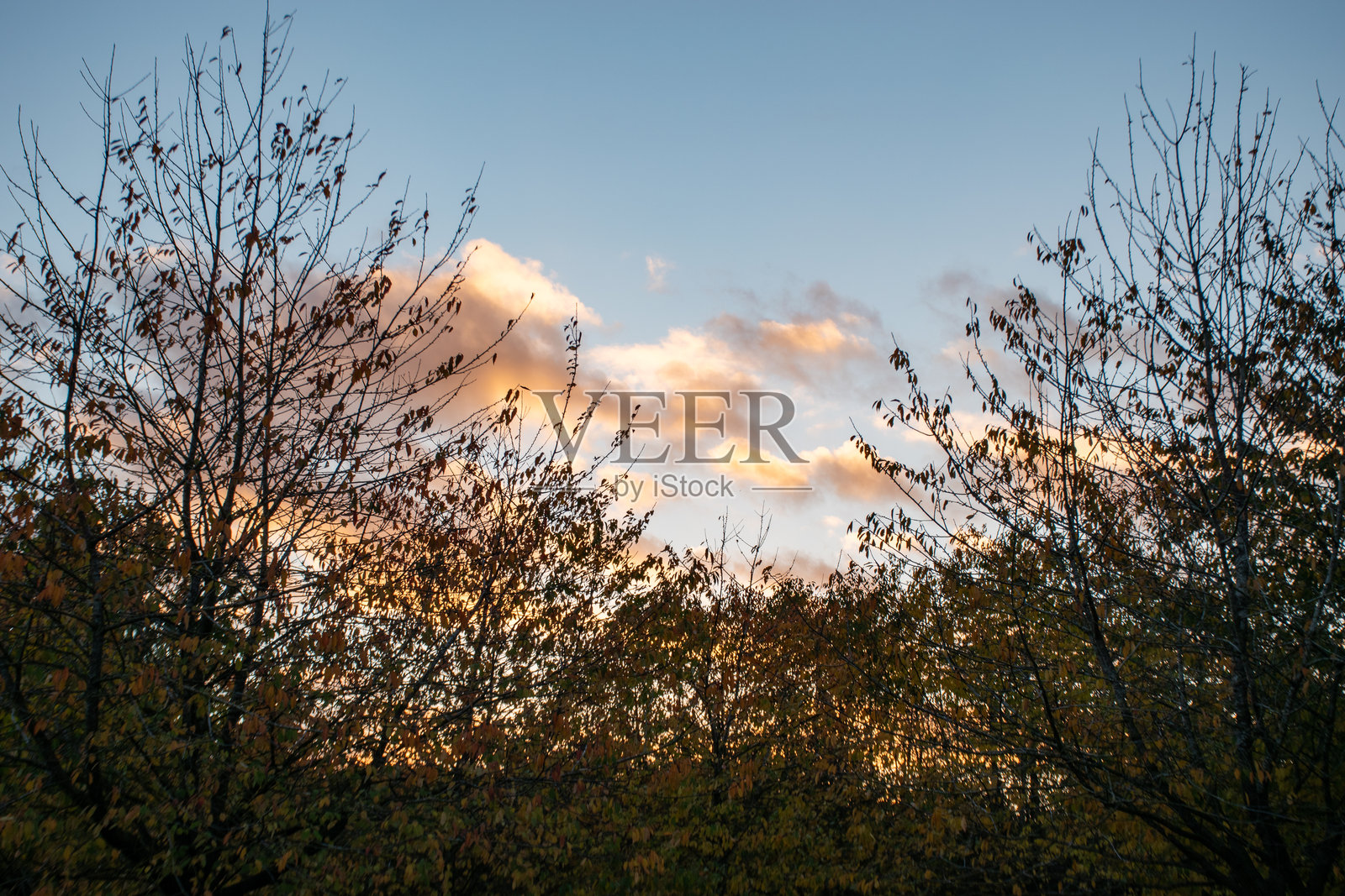 秋季色彩的树木和美丽日落的风景。照片摄影图片