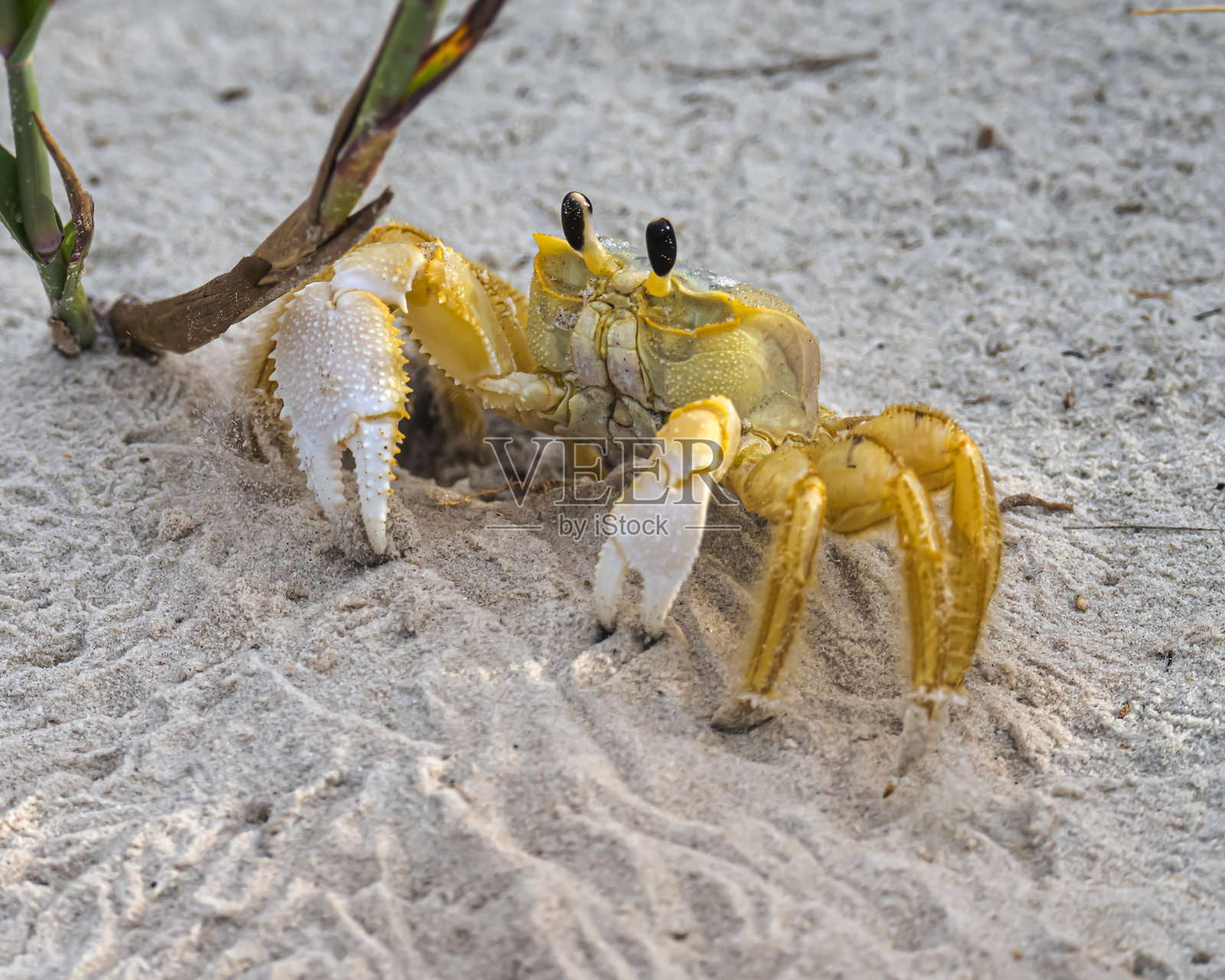 佛罗里达海滩上的鬼蟹照片摄影图片
