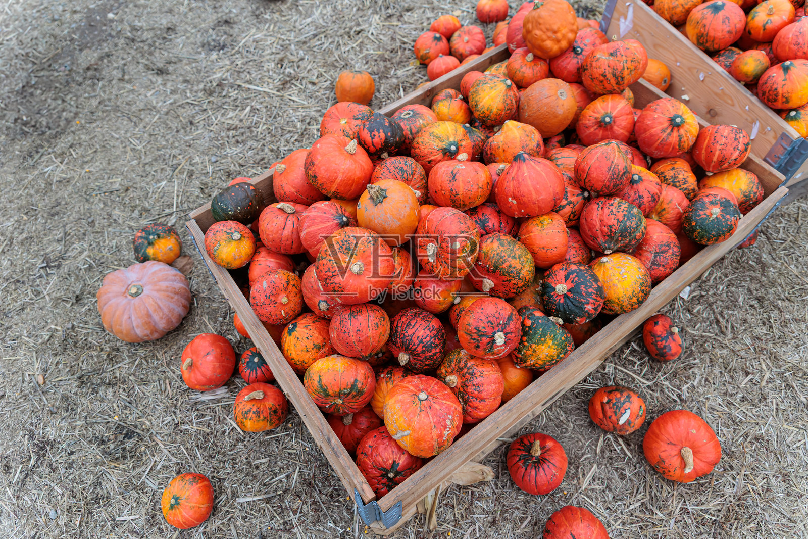 田野里的橙色南瓜装饰照片摄影图片