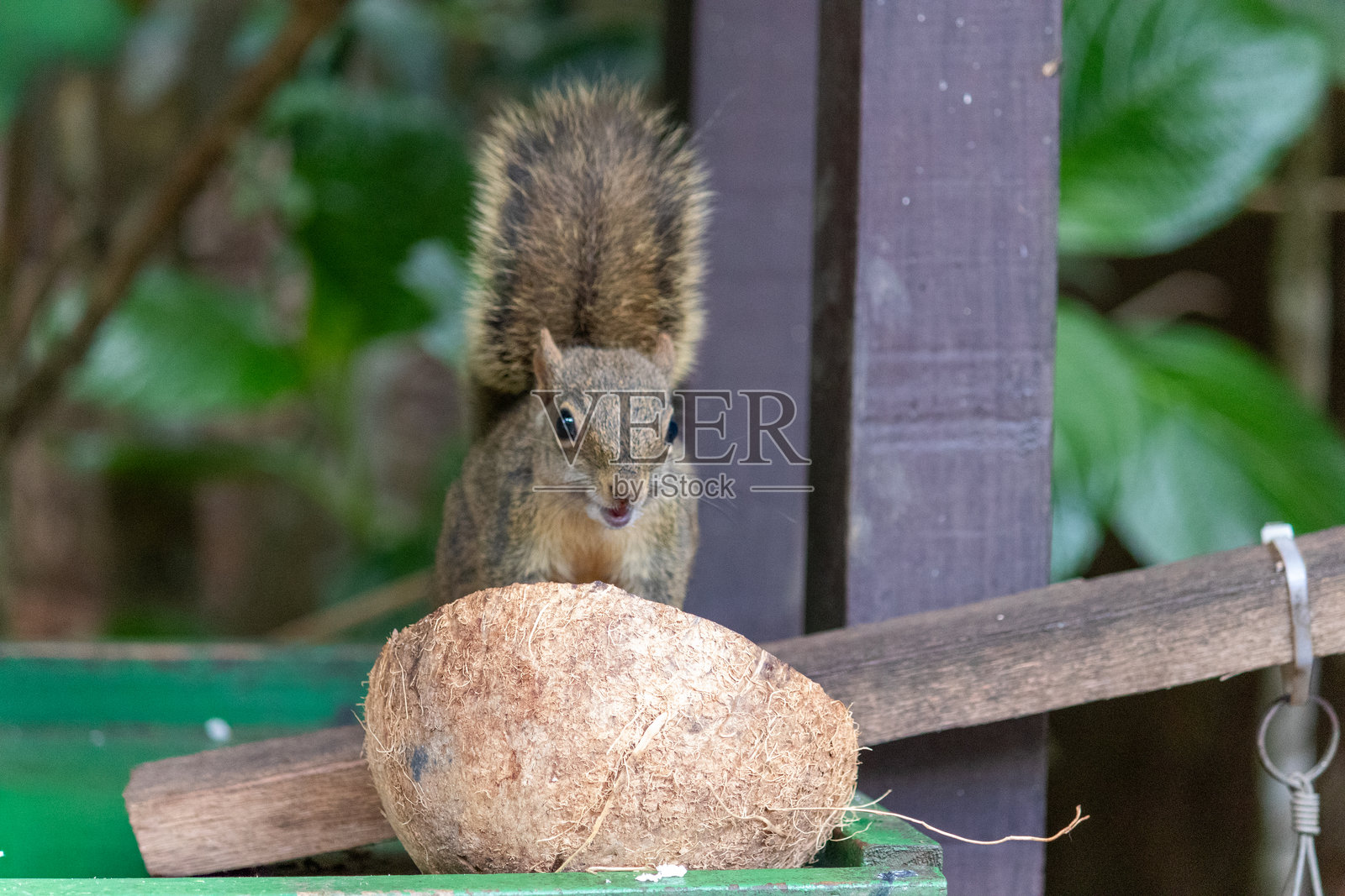 一只美丽的松鼠在自然栖息地以椰子为食的摄影作品。照片摄影图片