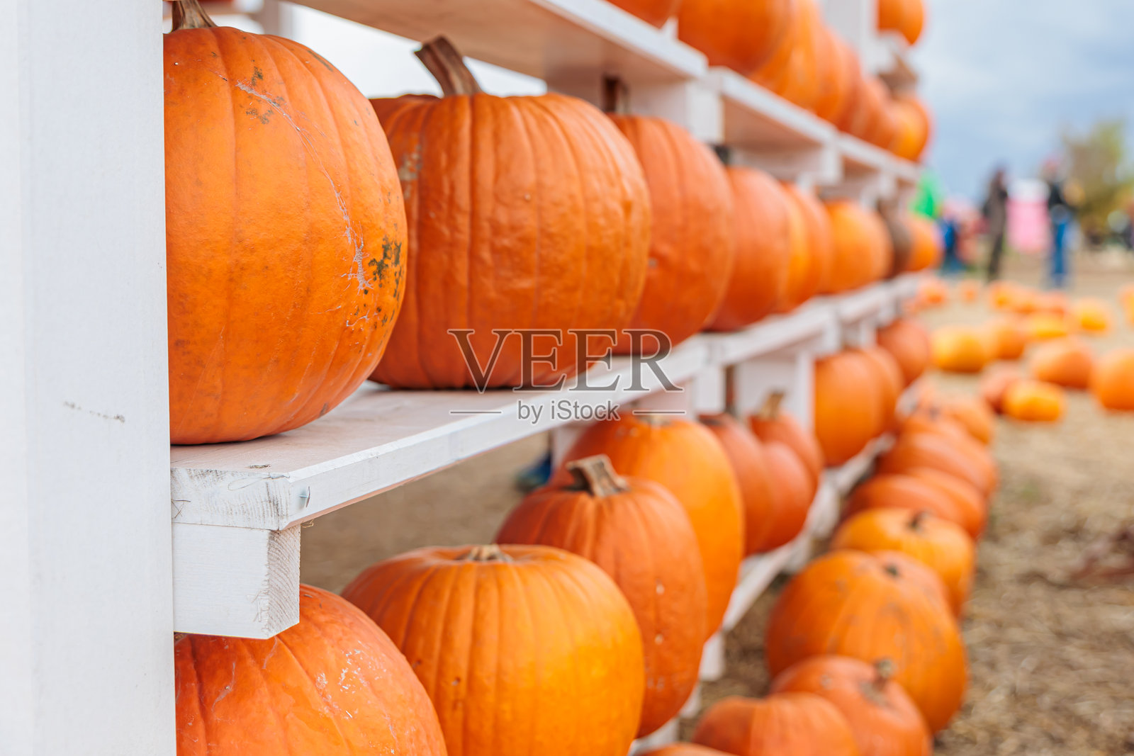 田野里的橙色南瓜装饰品照片摄影图片