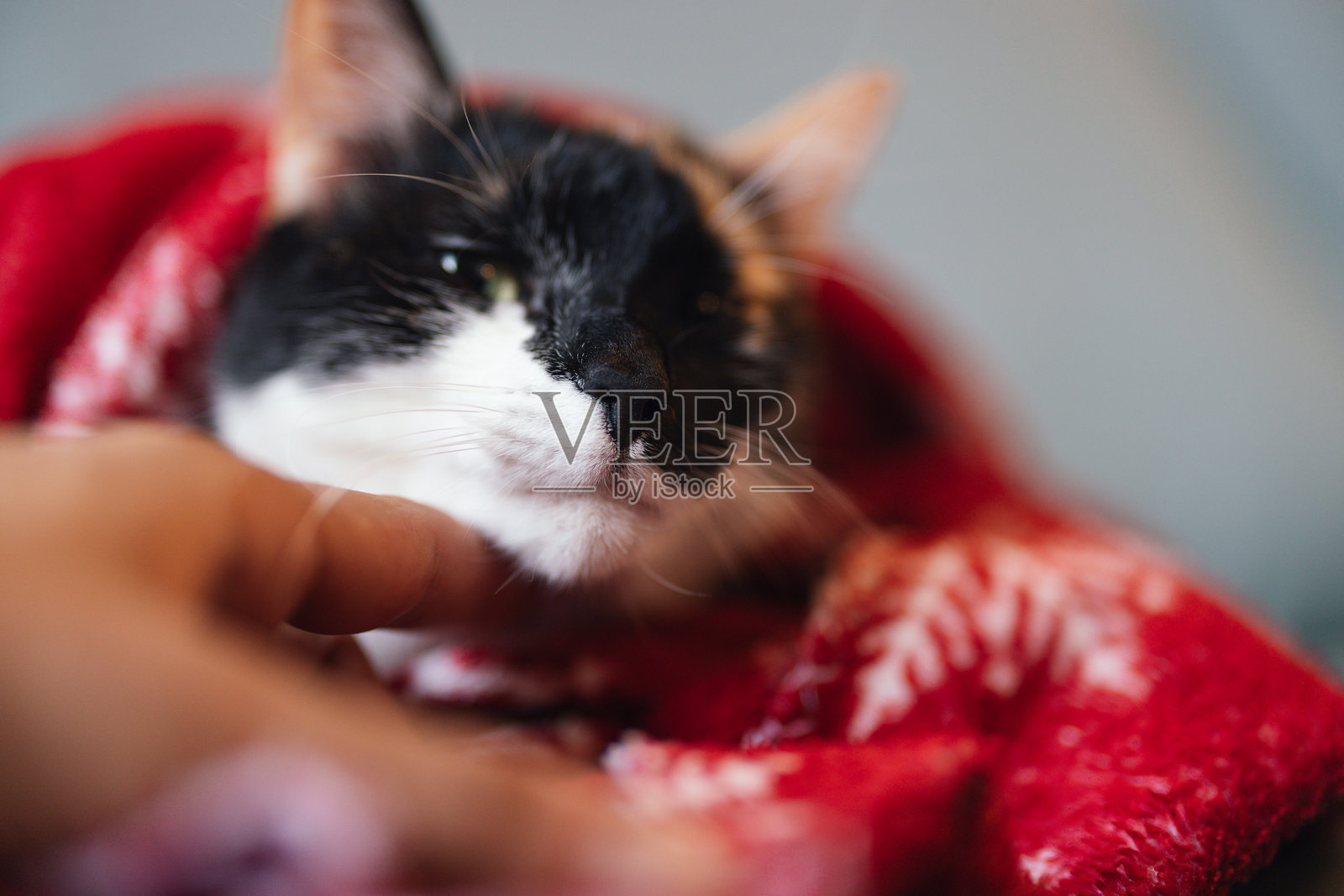 一只睡眼惺忪的猫被红毯子裹着，有人在抚摸它照片摄影图片